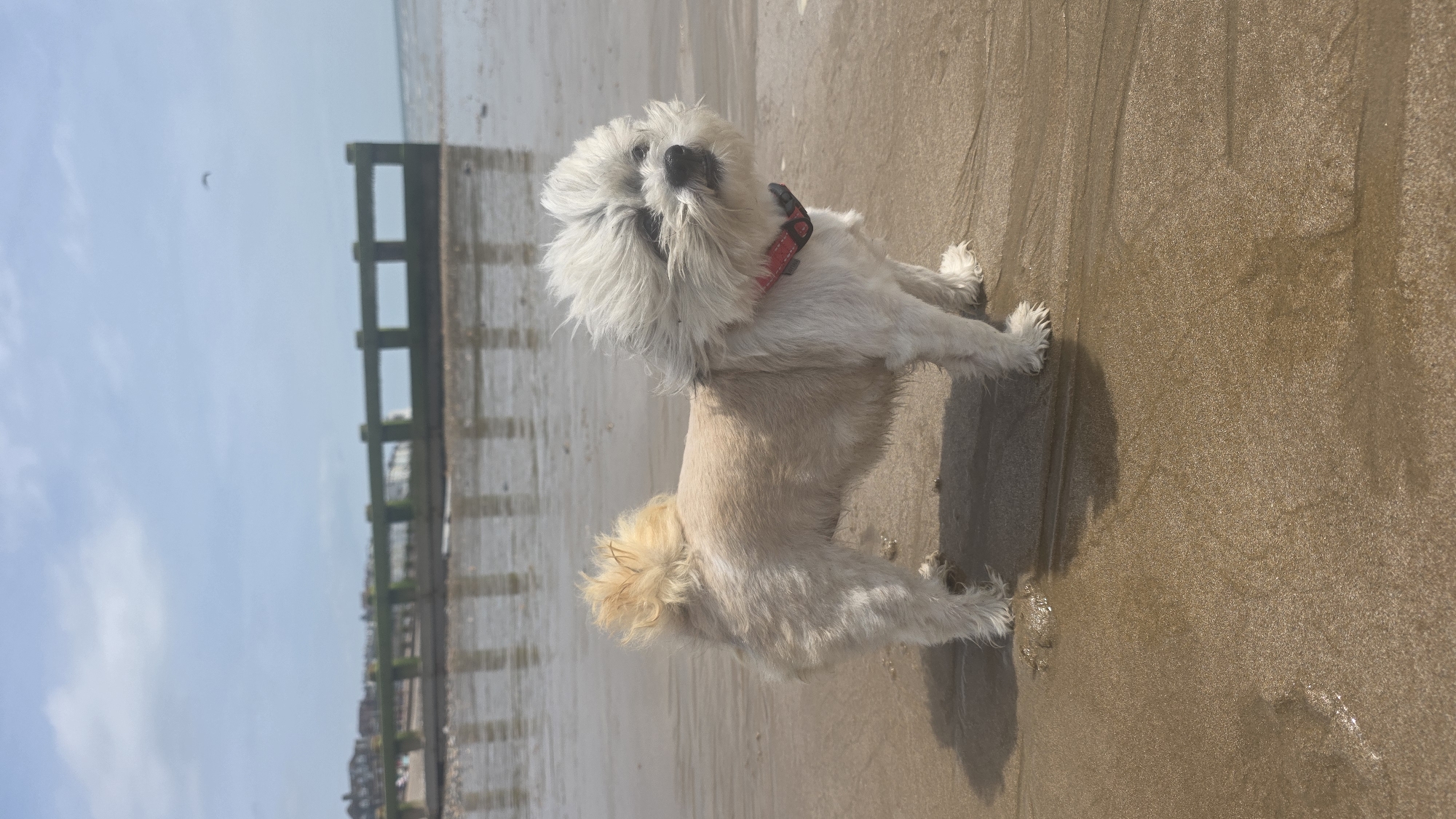 A Shih Tzu dog stands on a wet sandy beach in St Leonards, United Kingdom. The dog is facing to the right, with its fur blown by the wind. It has a light cream and white coat and a fluffy tail. It is wearing a red collar. In the background, a wooden structure, likely a groyne, stretches out into the sea. The water is calm, and there are reflections on the wet sand. The sky is overcast with some clouds.