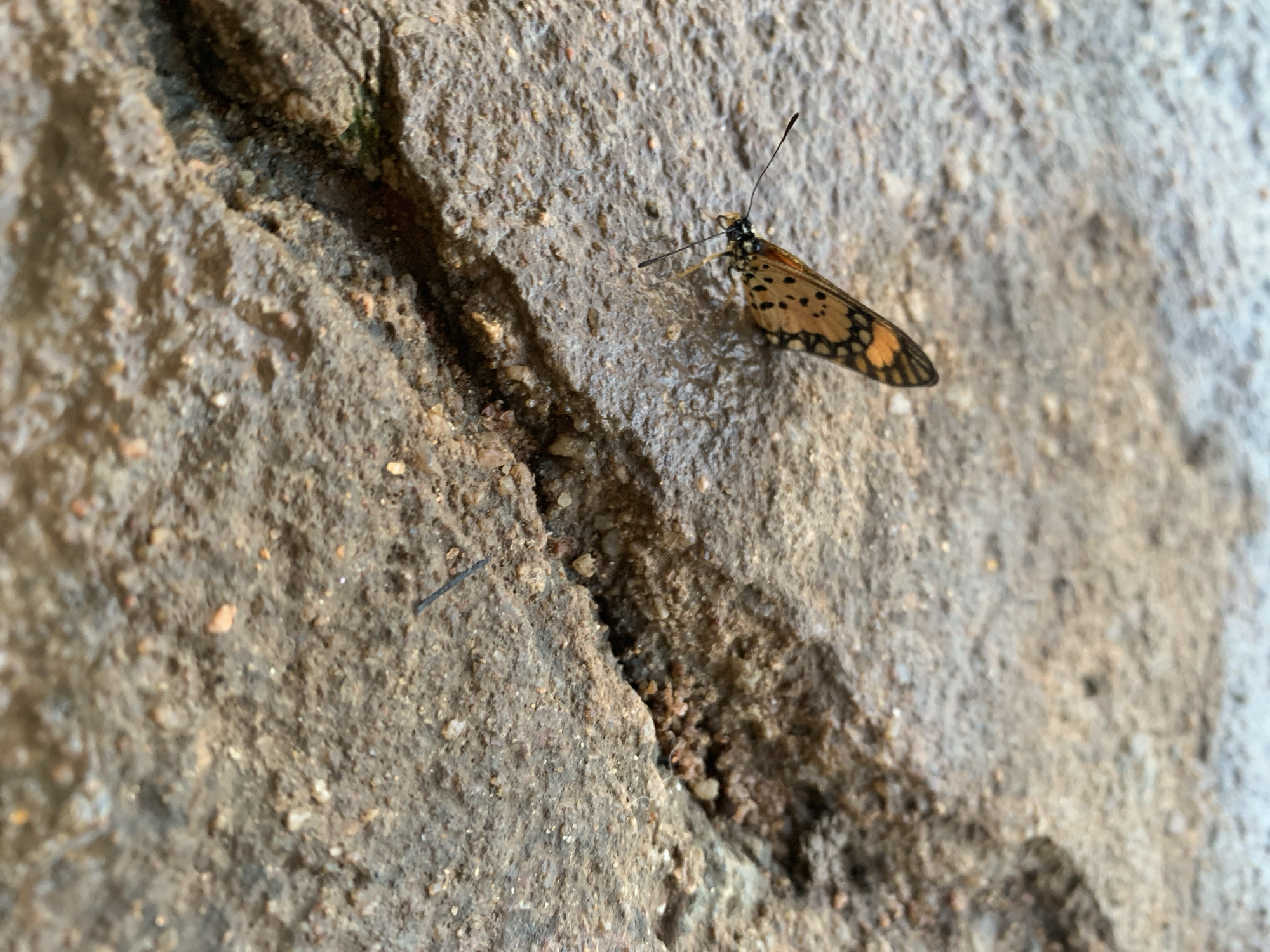 A butterfly with orange and black patterned wings is perched on a cracked, wet, brown surface. The surface appears to be made of rough material with small pebbles embedded in it, and it is divided by a deep crack. The butterfly's antennae are long and thin, and its body is dark. The lighting suggests an outdoor environment. This scene was observed in Kuru Karama, Nigeria.
