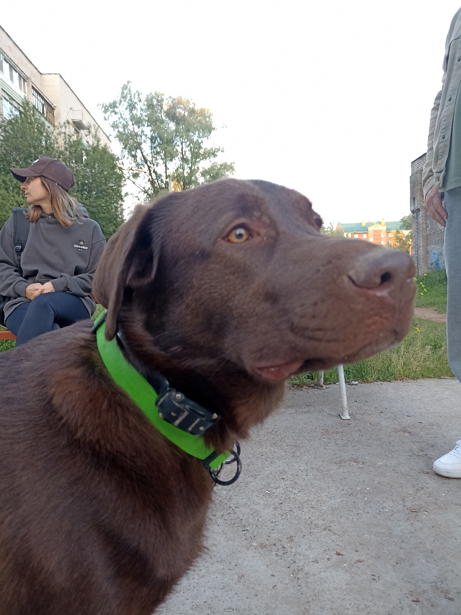 A chocolate Labrador dog with rich brown fur and striking amber eyes dominates the foreground of this outdoor image, looking attentively towards the right. It wears a prominent bright green collar with a black device attached. Its snout is slightly moist.
In the mid-ground, a woman sits on a bench to the left, her back partially obscured by the dog. She is wearing a brown baseball cap and a dark grey hoodie that features a white graphic with the word "DESCANSO" and smaller symbols below it. She looks away to her left. To the far right, the lower body of another person is visible, wearing light grey pants and white sneakers, standing near the dog.
The scene is set in an urban or suburban environment in Chaikovsky, Russia. The background includes multi-story buildings with light-colored facades and windows, partially hidden by green trees and bushes. Another building with a reddish-orange facade and a green roof is visible further back. The ground is concrete, with scattered patches of grass. A white metal support structure stands between the dog and the standing person. The lighting suggests it is late afternoon or early evening, with a bright sky and soft, natural light illuminating the subjects, creating a calm atmosphere.