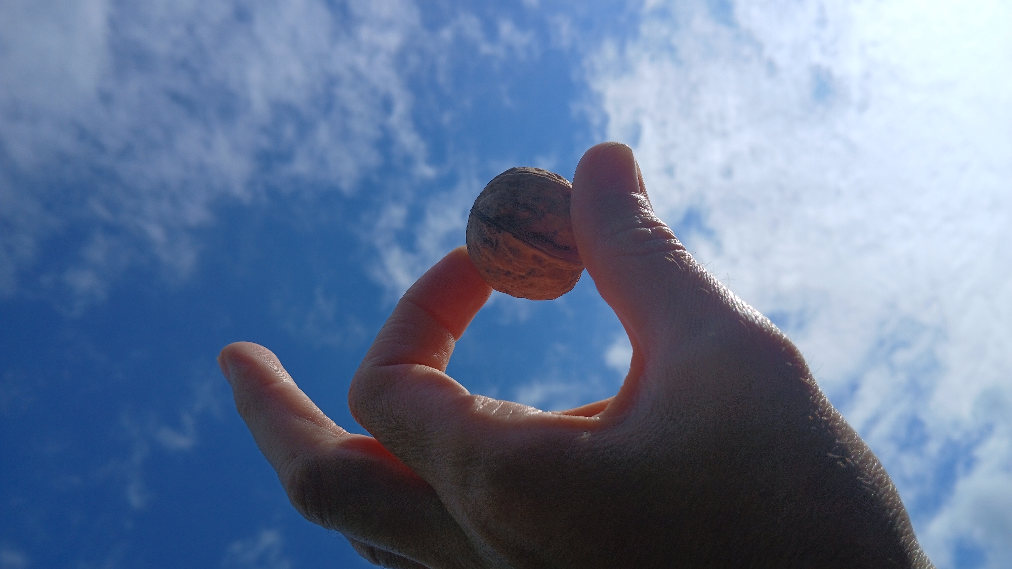 A hand is holding a walnut against a background of blue sky with scattered white clouds. The walnut is positioned between the index finger and thumb. The location is unknown.
