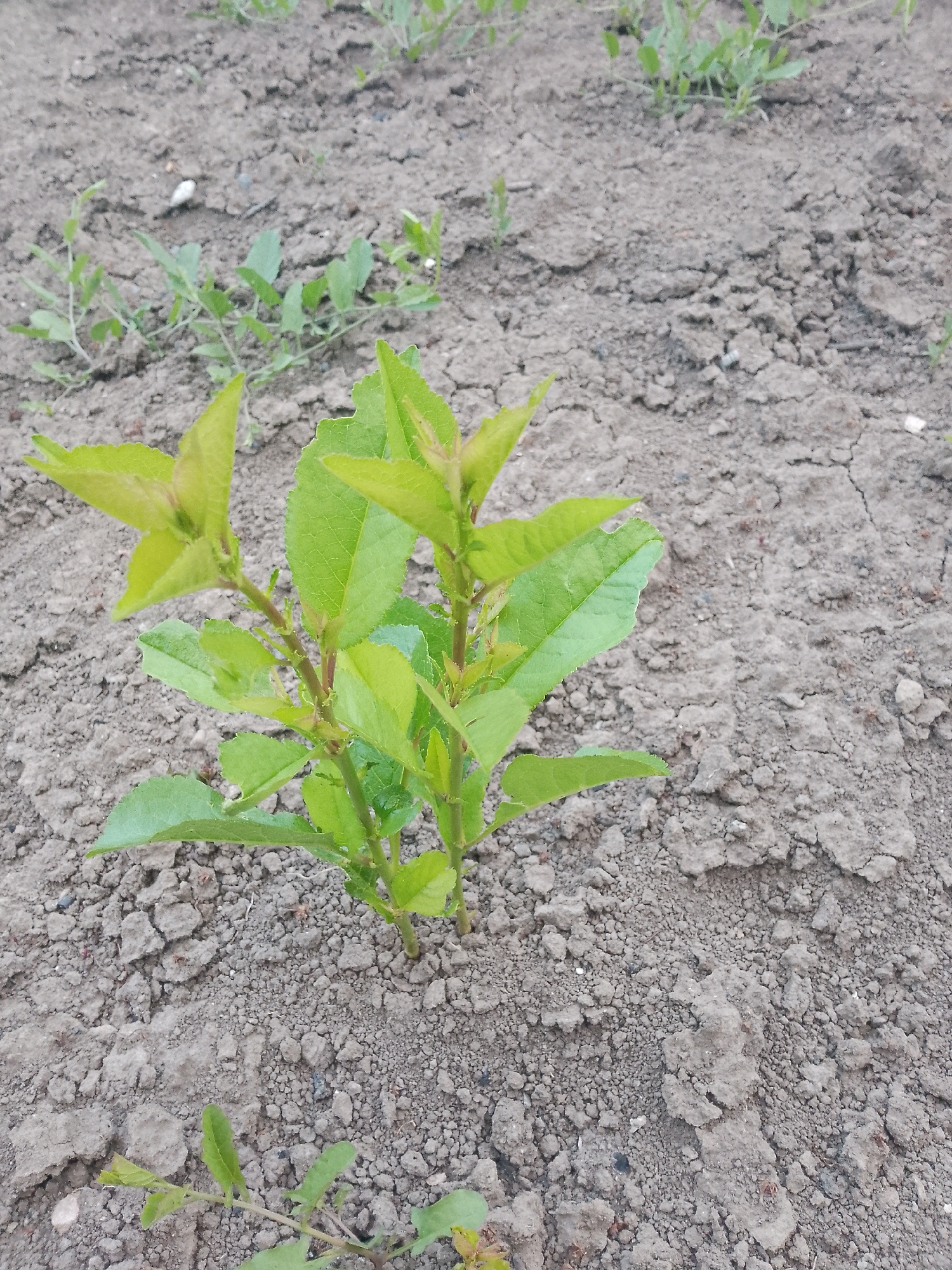 A close-up shot focuses on a small, vibrant green plant seedling emerging from dry, cracked soil. The plant has several stems with lush, ovate leaves, some with serrated edges. The soil is a light brown, appearing somewhat arid with visible clods and small pebbles. In the background, more of the dry soil stretches out, with other sparse green vegetation scattered sparsely. The lighting suggests an outdoor environment, likely under natural daylight. There are no people or animals visible in the frame.