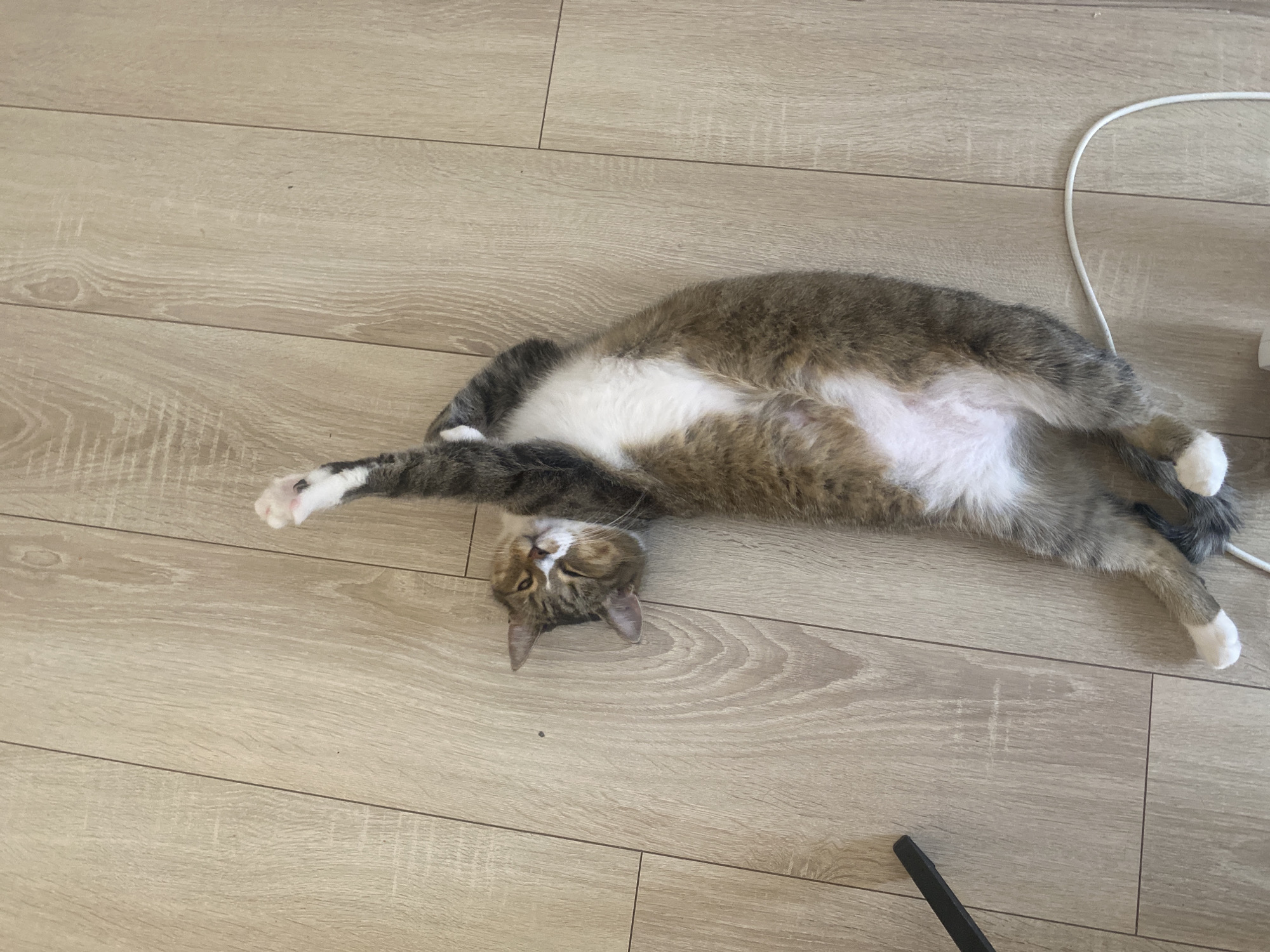 A tabby cat is lying on its back on a light brown, wood-grain floor. The cat is stretched out with its front right paw raised in the air. Its belly is white, and its fur is a mix of brown, gray, and white. The cat's eyes are open, and it appears to be looking at the camera. A white cord is visible on the floor near the cat's hind legs. The scene takes place in Novinki, Russia.