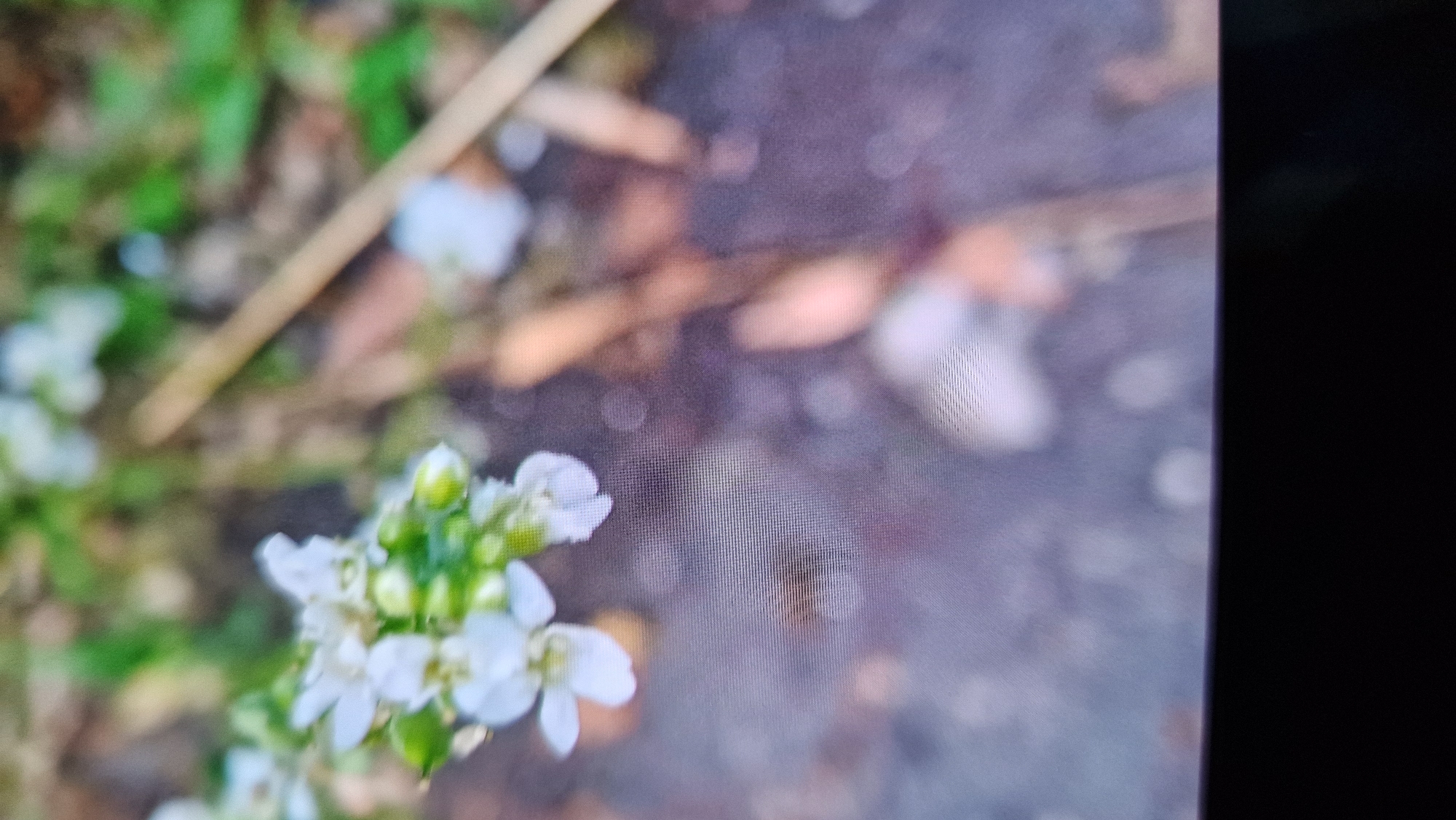 The image displays a close-up, blurry view of small white flowers with green buds, likely growing outdoors. The background is a mixture of green foliage, brown soil, and a thin, light-colored stick or branch. There is no discernible indication of the city of Kostanay, Kazakhstan, within the visual content of the image. The perspective suggests the photograph was taken at ground level. The overall scene is one of nature, with no human presence or urban elements visible.