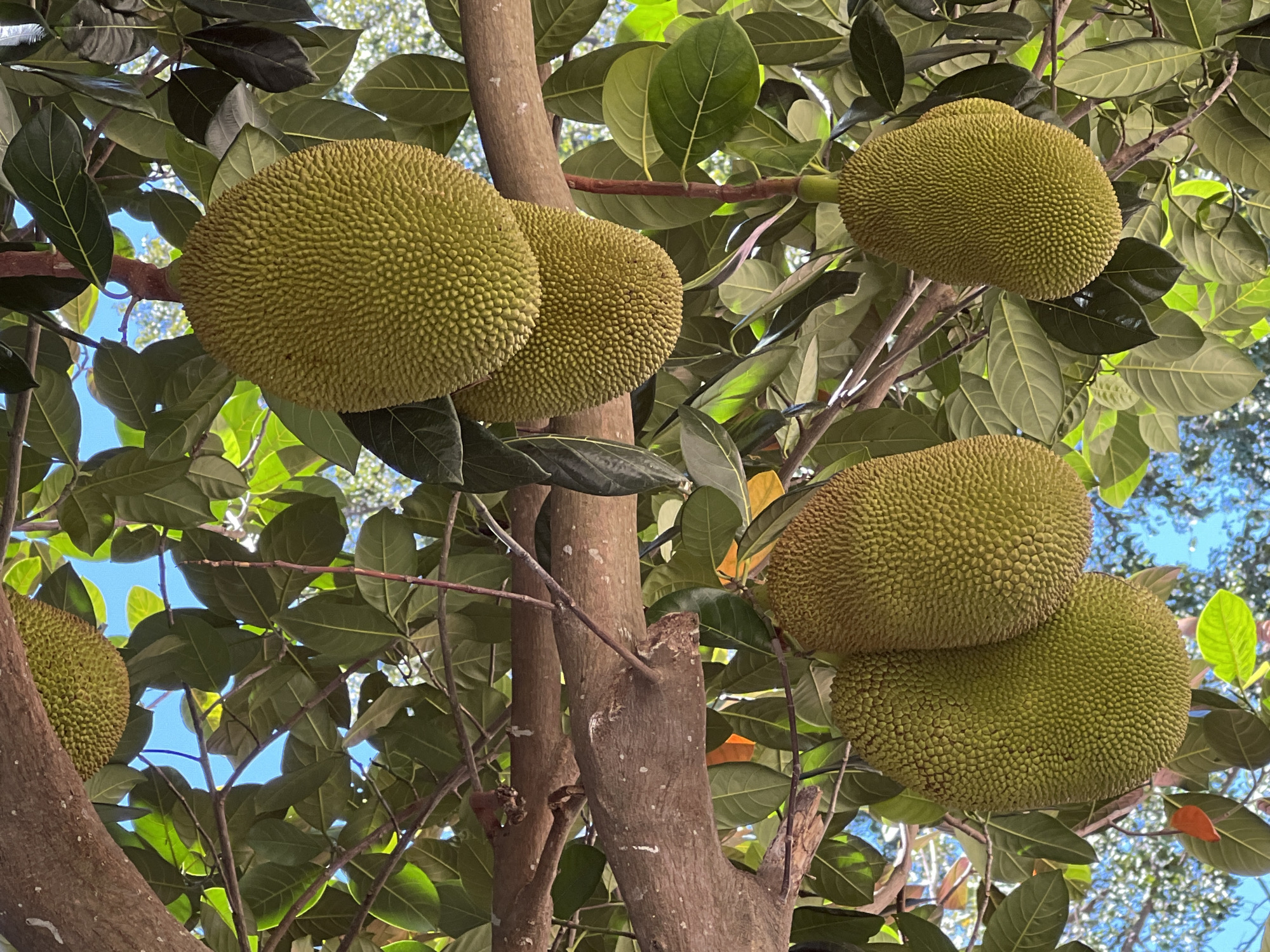 In Baan Hua Thanon, Thailand, a cluster of five large, green jackfruits hangs from the branches of a tree. The fruits are oblong and covered in a spiky rind. They are surrounded by lush green leaves and set against a bright blue sky. The branches of the tree are thick and brown, with some smaller twigs visible. Sunlight filters through the leaves, casting shadows and highlighting the textures of the fruits and foliage. The scene is a snapshot of nature's bounty, showcasing the growth of these tropical fruits in their natural environment.