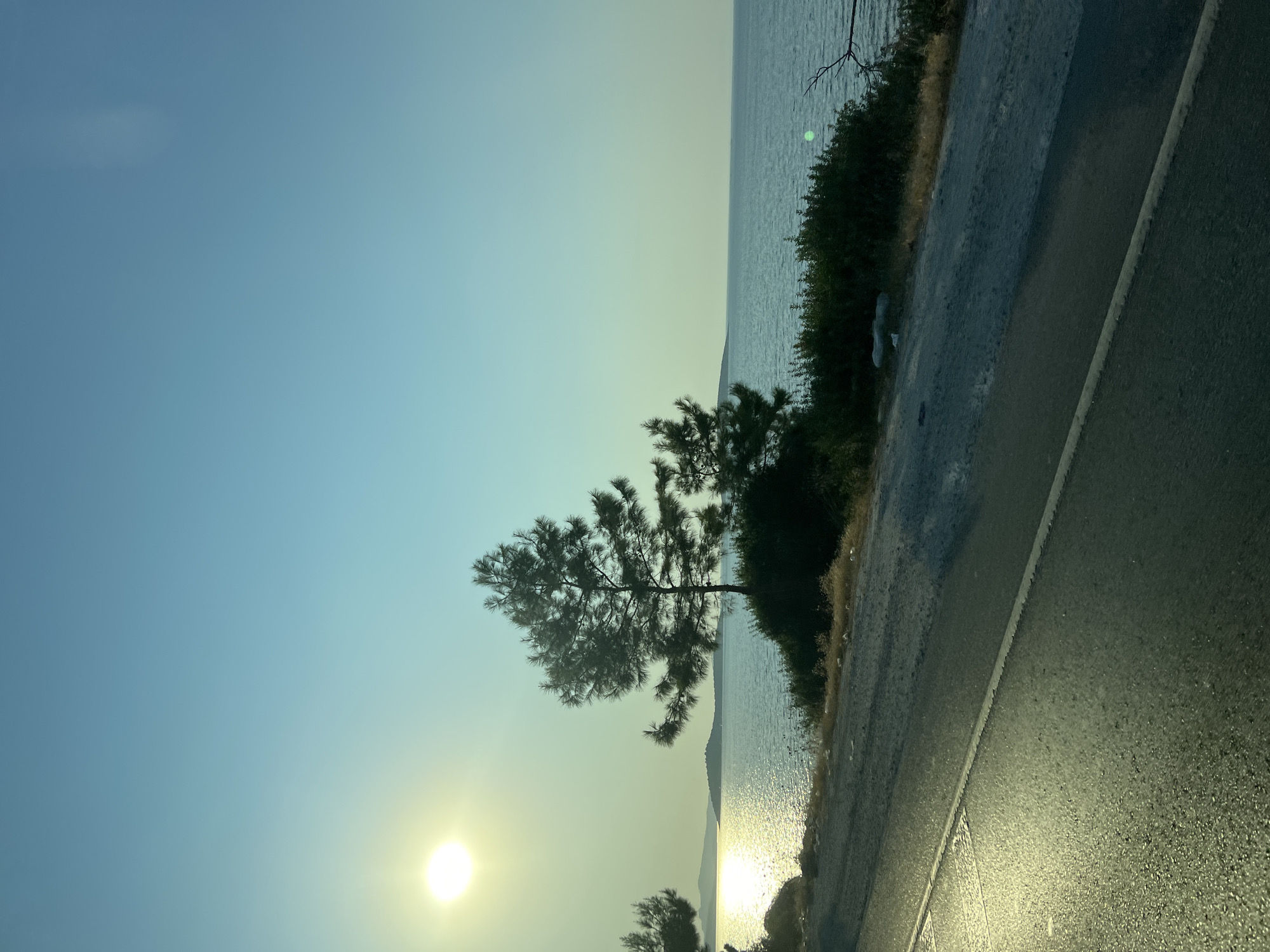 A picturesque coastal scene unfolds in this vertically oriented image, bathed in the soft glow of late afternoon or early morning sunlight. The primary subjects are the serene sea, a verdant embankment, a solitary pine tree, and a stretch of asphalt road.
The sea, occupying the left and central portions of the image, appears calm, its surface shimmering with reflected sunlight. Along the right side, a dense, dark green bush lines the edge of the land. A thin, gnarled tree branch extends from the upper right corner, reaching towards the water.
Dominating the mid-ground is a distinct pine tree with its characteristic silhouette, its branches fanned out against the luminous sky. To its right, more of the dark green foliage is visible.
In the foreground and extending to the right is a dark asphalt road, marked by a faded white line running diagonally. The road's surface is wet, reflecting the ambient light.
The time of day is indicated by the low-hanging sun, a bright, diffused orb positioned in the lower left quadrant of the image, casting a warm, yellowish light. The sky transitions from a pale blue at the top to a softer, yellowish hue near the horizon. The overall mood is tranquil and peaceful, evoking a sense of quiet natural beauty. No people or visible text are present in the frame. The location appears to be a coastal road, possibly near a Mediterranean or similar climate given the vegetation.