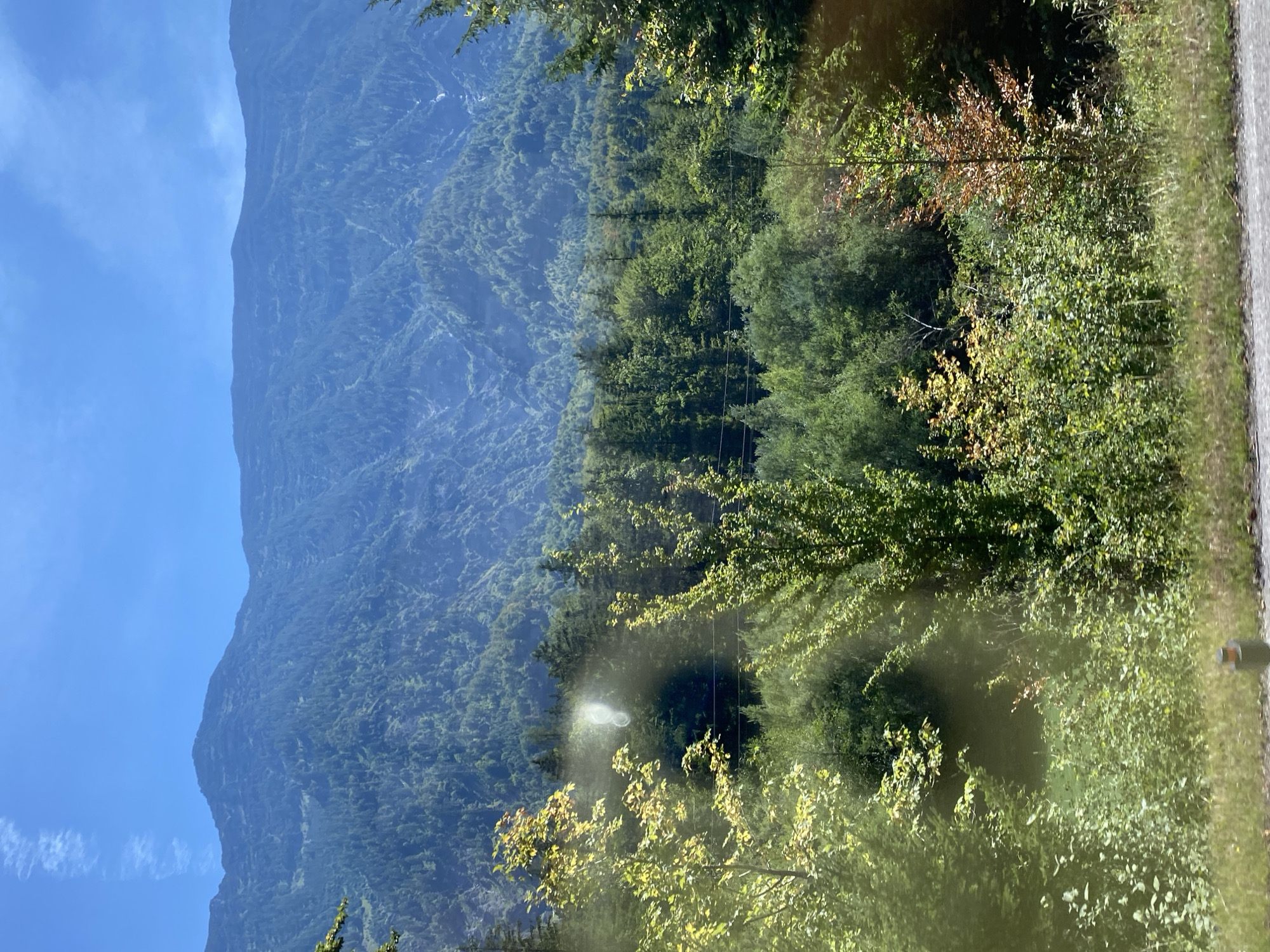 The image shows a mountainous landscape with a lush forest in the foreground. The mountains are covered in dense green trees, with some rocky outcrops visible. The sky is a clear blue with a few wispy clouds. In the foreground, there is a variety of trees and bushes, some of which have yellow and orange leaves, suggesting it may be late summer or early autumn. The ground in the immediate foreground appears to be a grassy verge next to a road. There are no people or animals visible in the image. The overall impression is one of natural beauty and tranquility. This scene is located in Mitterweißenbach, Austria.