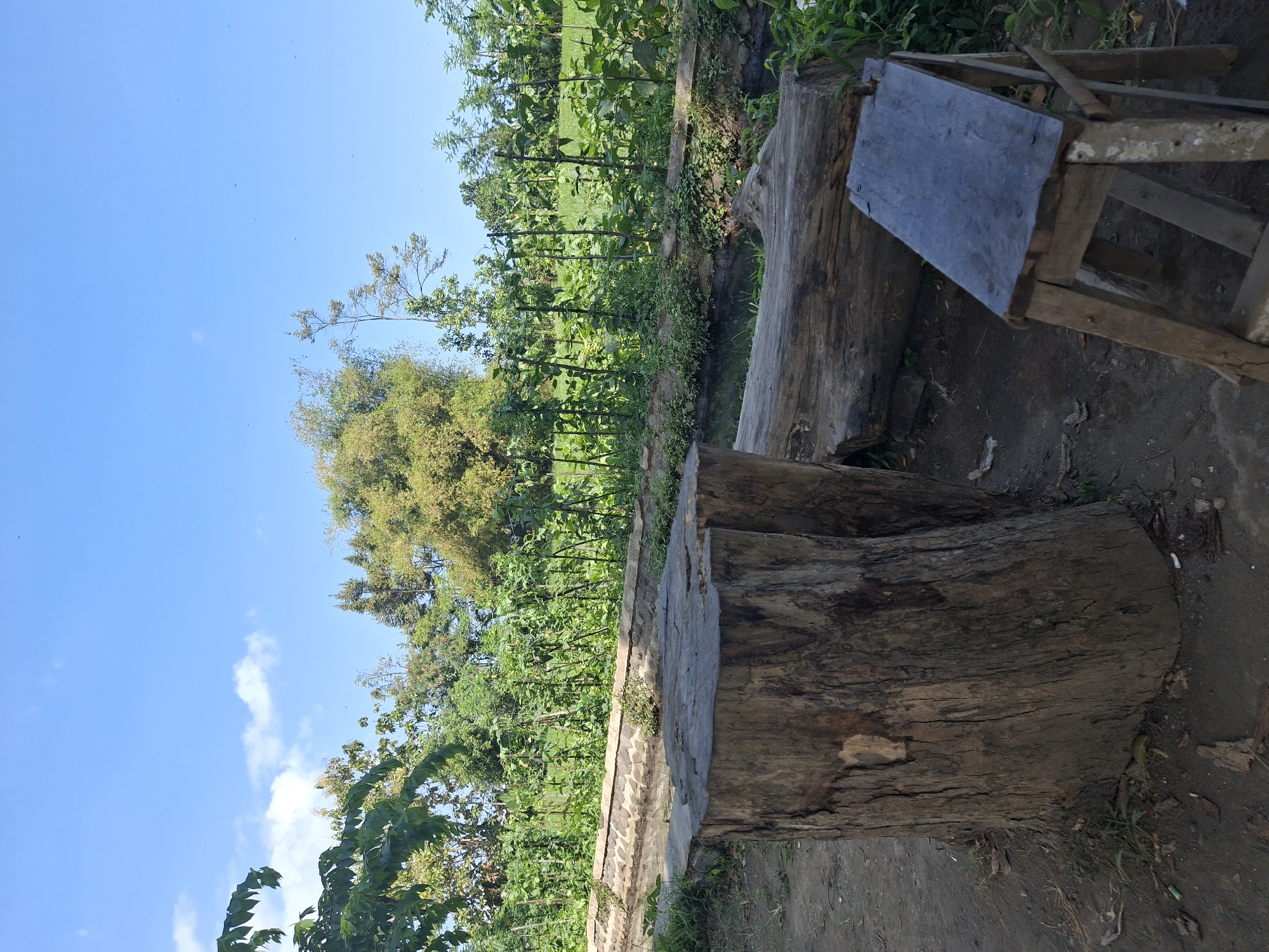 In Jogotrunan, Indonesia, the image captures an outdoor scene with rustic seating arrangements in the foreground. Two large, rough-hewn tree stumps serve as seats, with one appearing to be the top of a cut tree and the other placed beside it. A simple, wooden stool, appearing somewhat weathered, is positioned to the right. Behind these, a narrow water channel with stone-lined edges is visible, with lush green vegetation growing along its banks and beyond. The background is dominated by a field of cultivated plants, supported by stakes, indicating an agricultural area. Tall trees and bamboo foliage frame the upper portion of the scene. The sky above is a clear, bright blue with a few scattered white clouds. The ground is composed of dirt and scattered dry leaves.