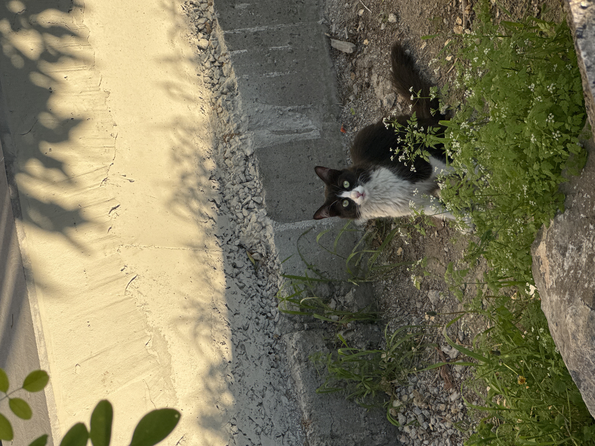 The scene depicts a black and white cat standing amidst greenery and concrete structures. The cat is positioned in the upper right quadrant of the image, looking directly at the viewer with striking green eyes. The cat's fur is predominantly black, with white markings on its chest, face, and paws. It is surrounded by small green plants with tiny white flowers. To the left of the cat, the ground is covered in small rocks and gravel, leading to a concrete structure that appears to be a staircase or retaining wall. The concrete is a light gray color, with visible weathering and texture. In the lower left corner of the image, there are some green leaves from another plant, possibly a shrub or tree. The light in the image is soft and diffused, suggesting it might be early morning or late afternoon. Yerevan, Armenia is not discernible.