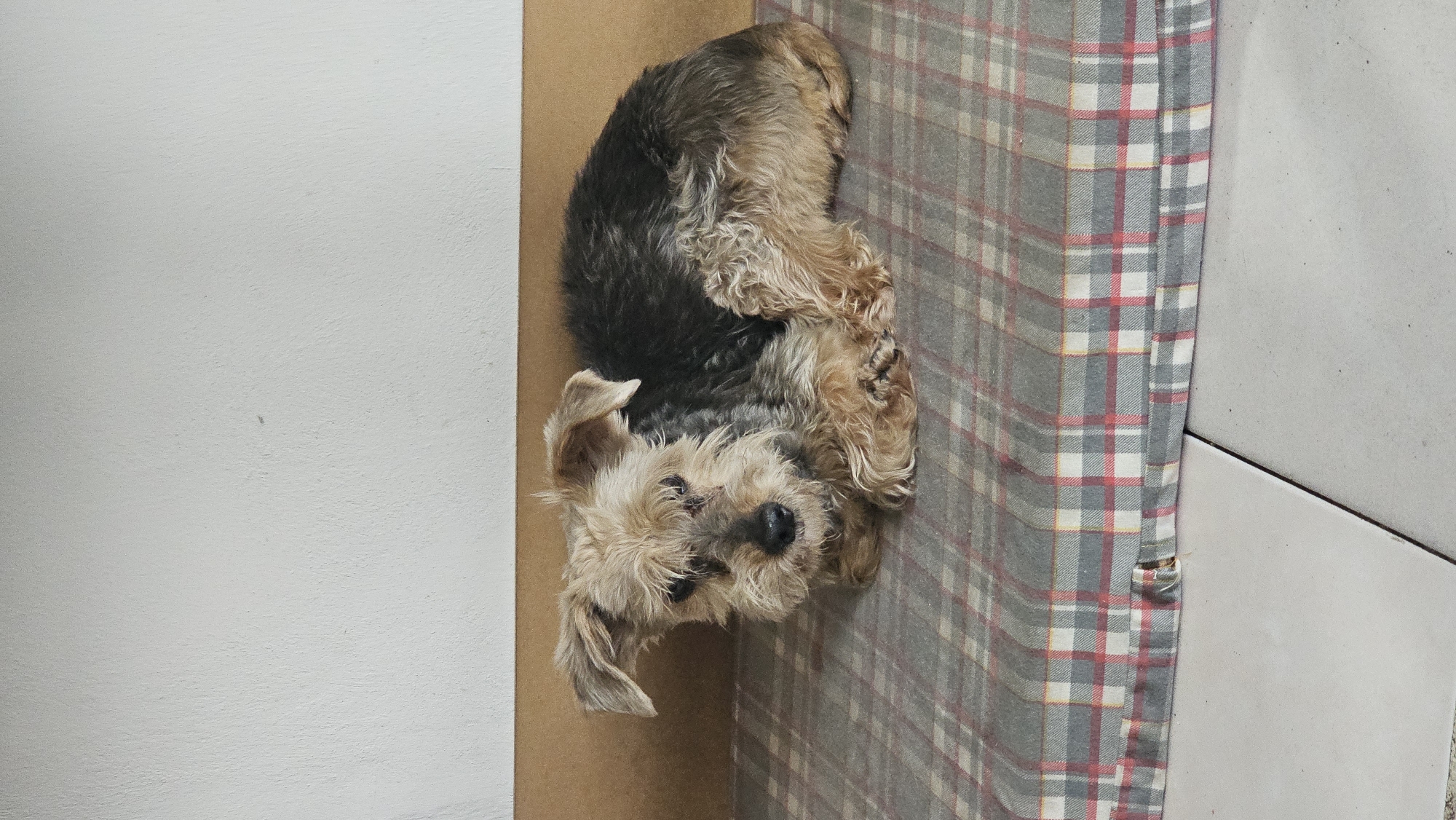 A small, brown and black terrier-type dog lies on a plaid blanket. The blanket is gray, white, and red. To the left of the dog is a light brown wall and a white wall. The location is San Bernardino Tlaxcalancingo, Mexico.