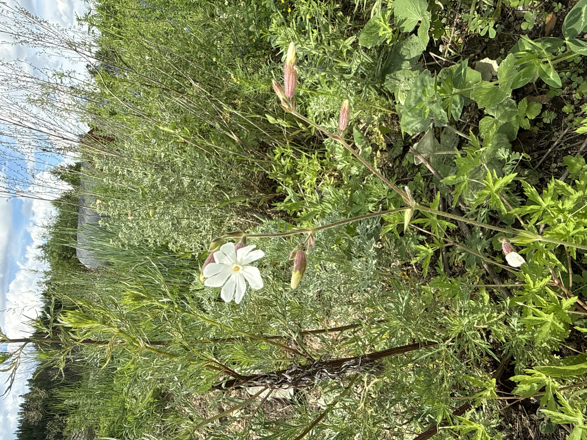 The image shows a close-up of a white flower with five petals and a yellow center, blooming in a dense, green meadow. The flower is on a slender stem, with several unopened buds, also on pinkish-red stems, visible below it. The surrounding vegetation consists of various green plants, grasses, and some dried stalks. In the background, a blurry landscape suggests a rural or semi-rural setting with trees, a greenhouse-like structure, and a building with a red roof. The sky above is partly cloudy with blue sky visible. The scene is set in the city of Leninsk, Russia.