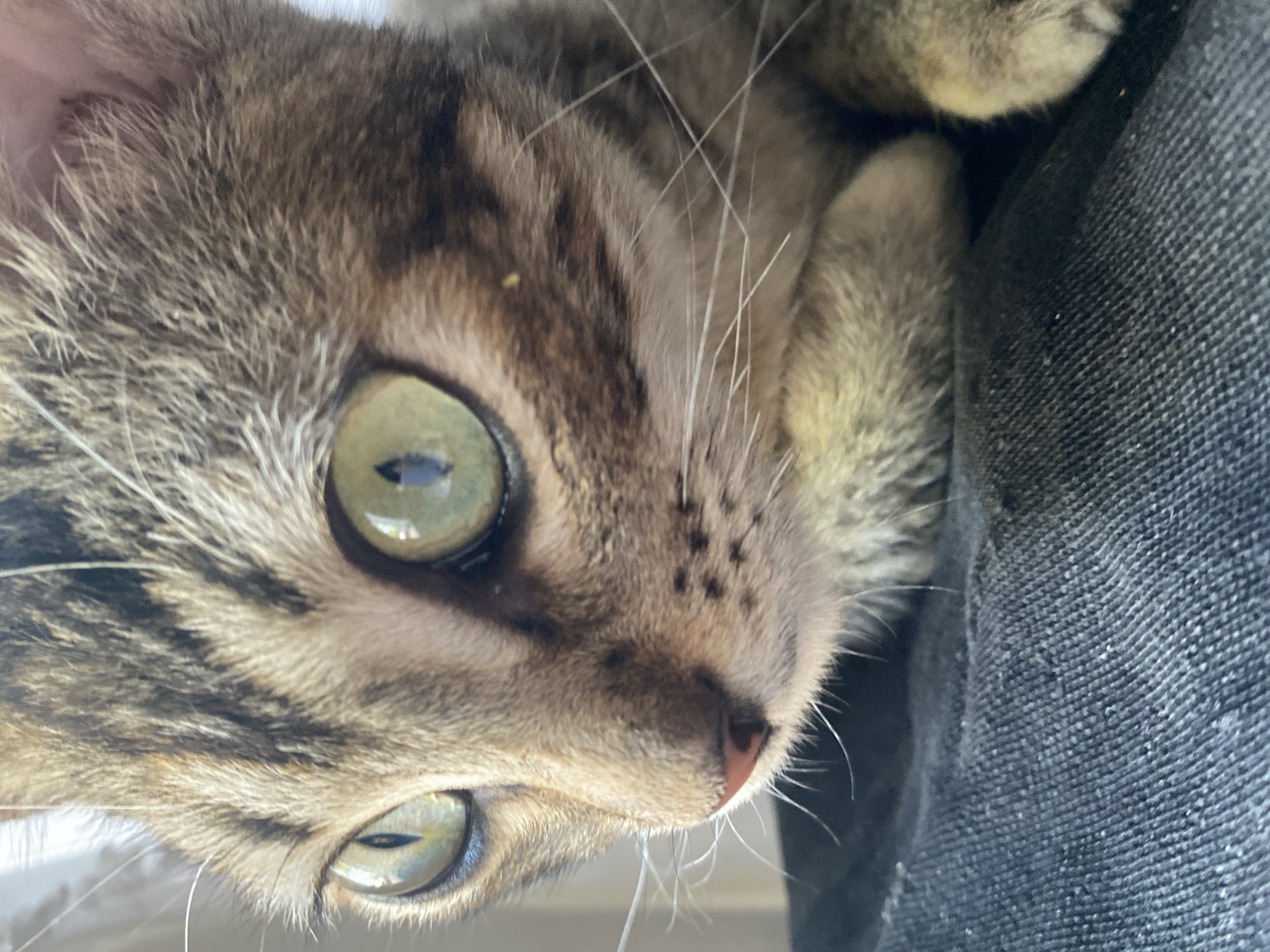 A close-up, tilted, color photograph shows the face and paws of a tabby cat. The cat is resting its head near a dark denim surface, possibly a pair of jeans. The cat has green eyes, a pink nose, and black spots on its nose. The cat's fur is striped brown and gray. The location is Tinaquillo, Venezuela.