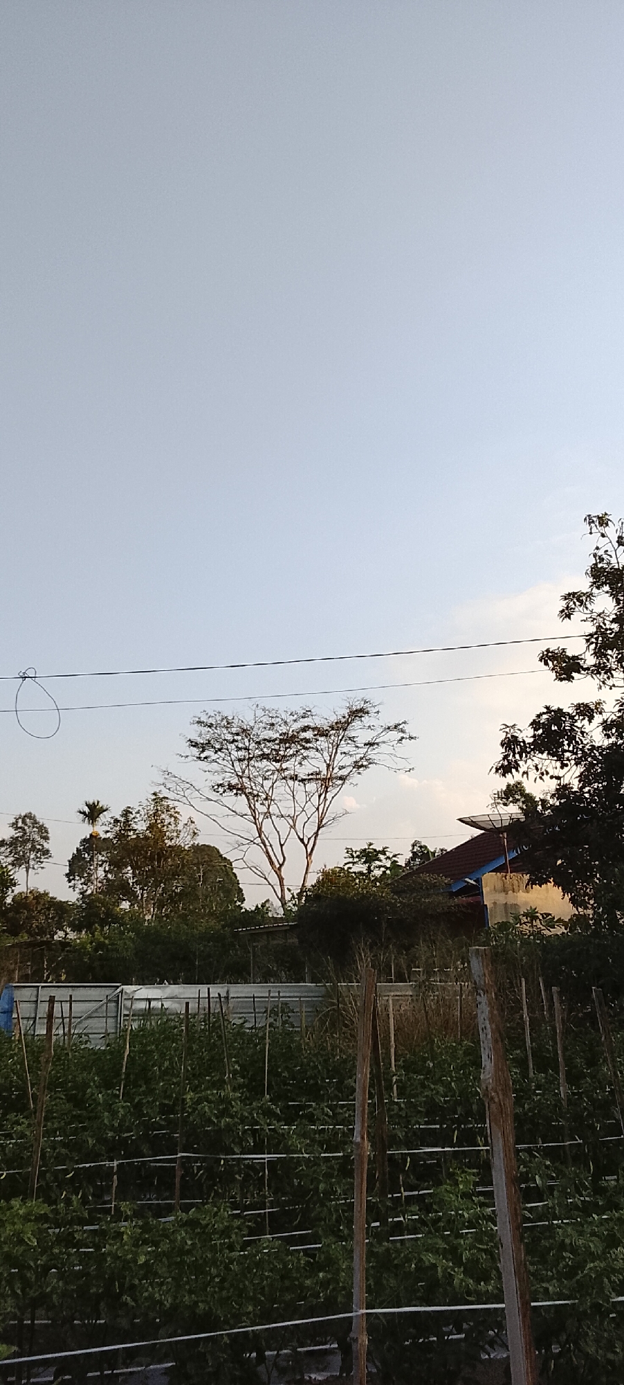 The image depicts an outdoor scene with a vast, clear sky dominating the upper portion. In the middle ground, a sparse, bare tree stands prominently with its intricate branches silhouetted against the sky. To the right, a portion of a building with a red roof and a satellite dish is visible, surrounded by lush green foliage and other trees of varying heights. A power line stretches horizontally across the frame, with a circular loop of wire hanging from it on the left. The foreground is filled with rows of green plants, likely a garden or agricultural field, supported by wooden stakes and horizontal wires. The overall environment suggests a rural or semi-rural setting, possibly in Padang Dalom, Indonesia, given the architectural style and vegetation. The lighting indicates it is either early morning or late afternoon, with soft sunlight illuminating the scene.
