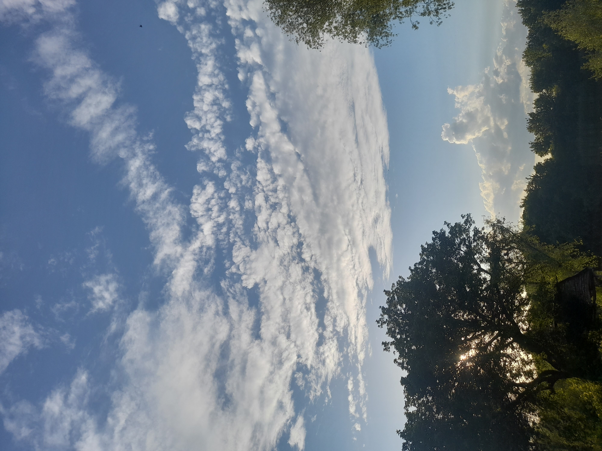 A photograph taken from a low angle shows a sky filled with various cloud formations over a rural landscape. The sky is a gradient of light blue at the top, transitioning to a lighter, hazy blue near the horizon. Wispy, cirrus clouds stretch horizontally across the upper portion of the frame, with scattered, puffy cumulus clouds below them. In the lower right quadrant, a large, light-colored cumulus cloud is prominent, taking on an unusual, somewhat animalistic shape.
In the foreground, the silhouette of a large deciduous tree dominates the left side of the image. Its dense foliage is dark, and the sun is partially visible behind it, casting rays of light through the branches and creating a lens flare effect. Beneath the tree, a small, dark structure with a thatched roof is partially obscured by the tree's branches and shadows.
A dense line of dark green trees forms a horizontal band across the lower third of the image, suggesting a forest or a line of trees marking a property boundary. The overall scene depicts a natural environment, likely in or near Kliushnykivka, Ukraine, characterized by a dynamic sky and lush vegetation. No people or animals are clearly visible in the image. The lighting suggests it is either late afternoon or early morning.