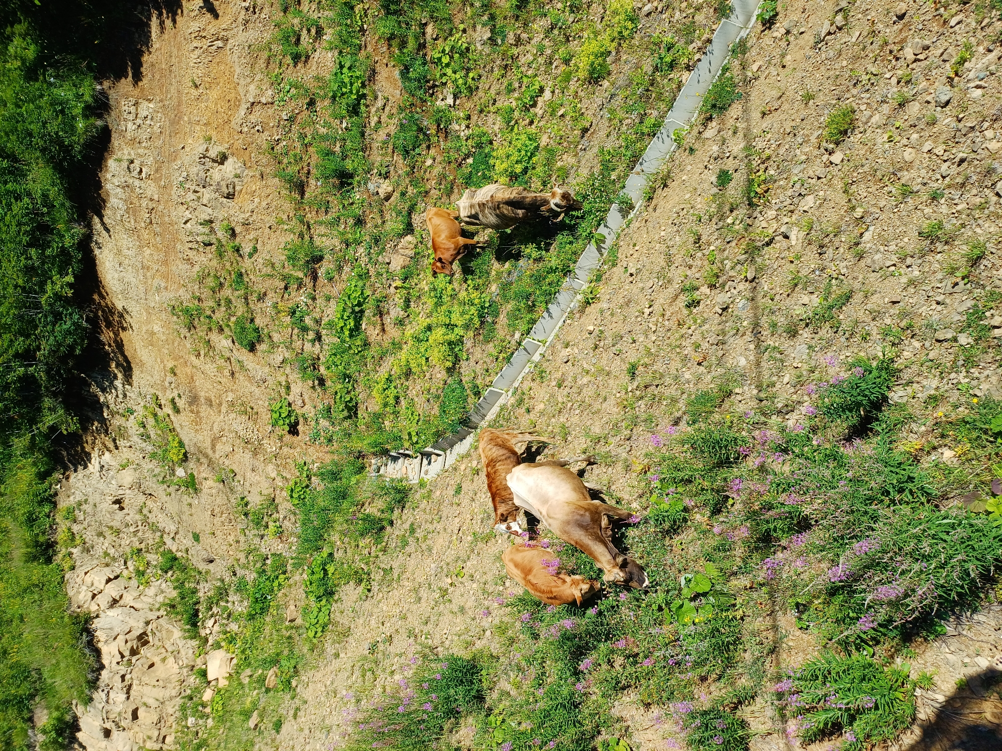 A herd of five cows graze on a grassy slope in Estosadok, Russia. The cows are a mix of light brown and darker brown, with one light-colored cow in the foreground. The slope is covered in green grass, purple wildflowers, and rocky soil. A concrete drainage channel runs along the middle of the slope. The top of the slope is lined with trees and dense green foliage. The scene appears to be a sunny day.