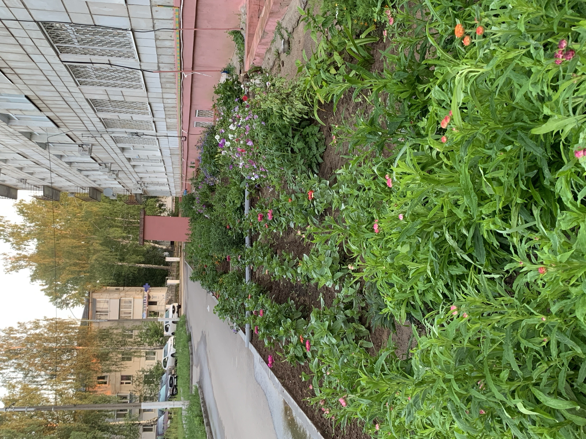 This is a medium-angle, eye-level, natural light photograph of a flower bed planted in front of a multi-story residential building in Chaikovsky, Russia. The building, which appears to be constructed of light-colored tiled panels, has a pink-colored lower facade. The flower bed is filled with a variety of green plants and blooming flowers in shades of pink, white, and orange. Some of the flowers are in bloom, while others are still buds. A paved pathway runs alongside the flower bed, with parked cars visible in the background on the other side of the pathway, suggesting a residential street or parking area. Trees with slender trunks and sparse foliage line the street, and another residential building is visible in the distance. The overall scene depicts a well-maintained urban green space.