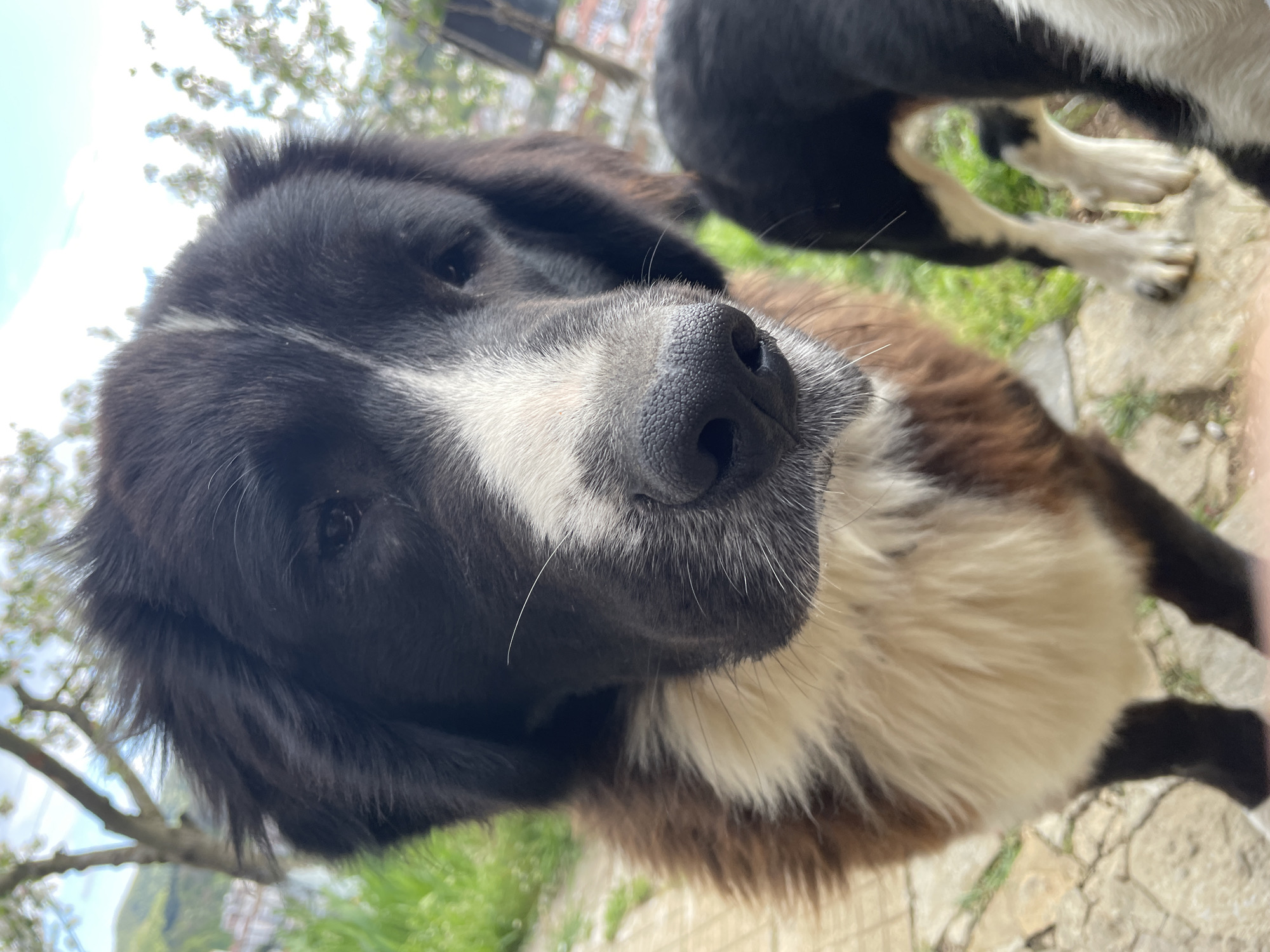 The image shows a close-up of a dog with black and white fur on a stone surface. The dog has a white patch on its face and a black nose. Another dog is partially visible in the background. The location is Zlatograd, Bulgaria. The surrounding environment includes greenery, suggesting an outdoor setting. There are no visible people or interactions beyond the presence of the dogs.