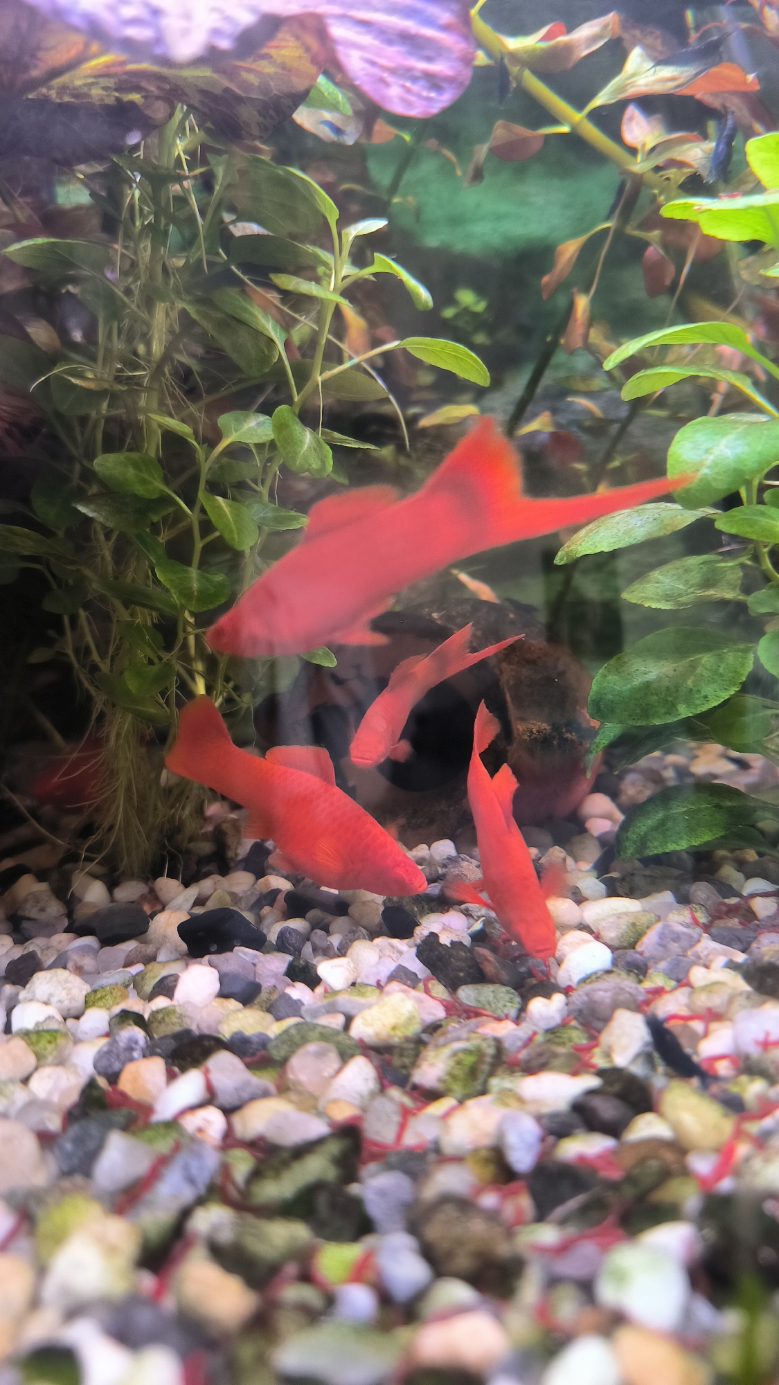 The image shows a close-up view of an aquarium with several bright red fish swimming amongst green aquatic plants and a gravel substrate. The fish appear to be some type of swordtail or similar livebearer. The water is clear, and the lighting illuminates the vibrant colors of the fish and plants. The background is a blurred green, suggesting more plants and the back of the aquarium. The gravel consists of various colored pebbles, including white, gray, black, and some with greenish hues. Thin red strands are visible mixed in with the gravel, possibly decorative elements or parts of the aquarium setup. The image provides no information about the city of Bataysk, Russia, or any human activity.