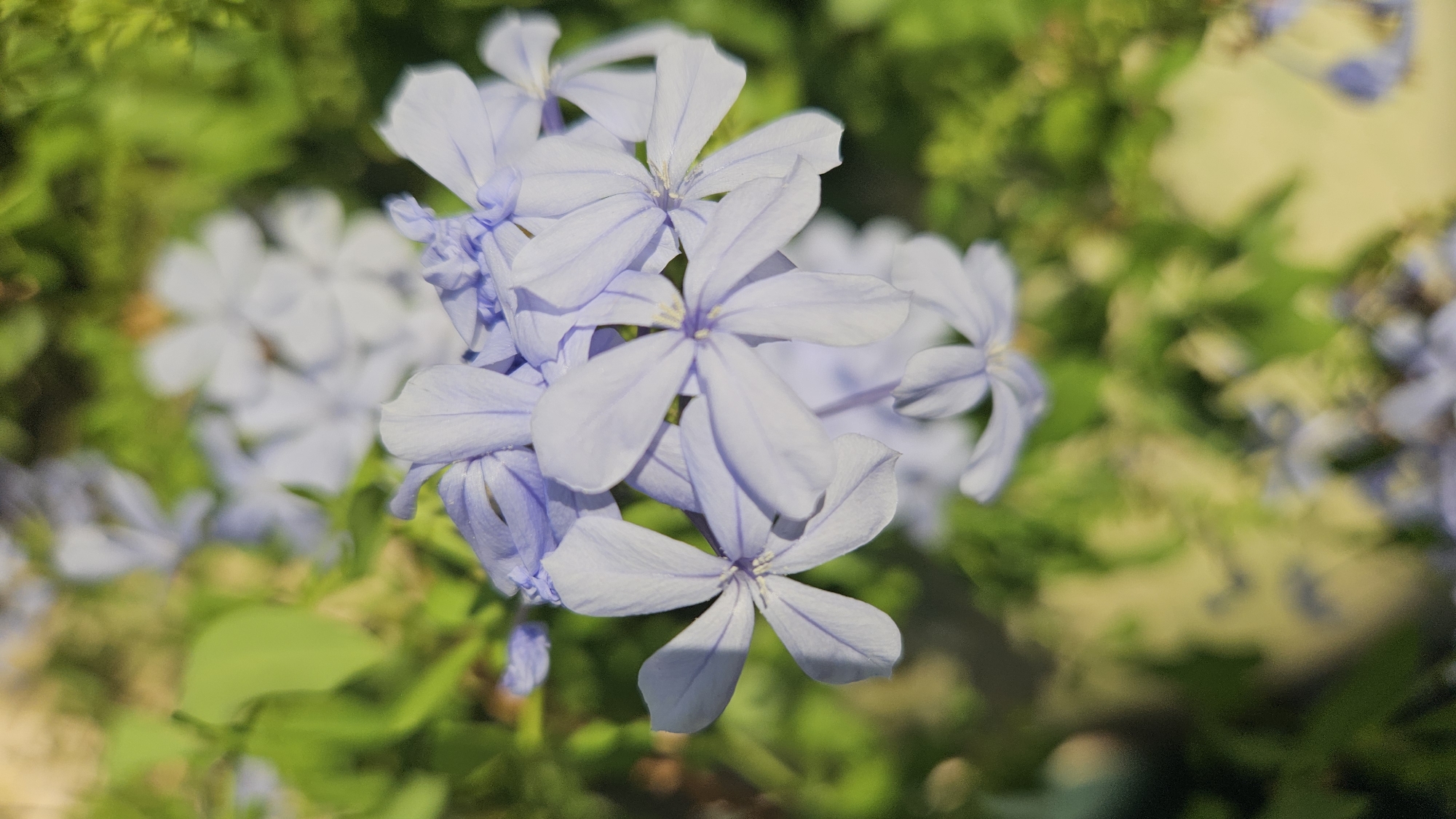 In L'Île-Rousse, France, a close-up, high-angle shot focuses on a cluster of pale blue flowers with five petals each. The flowers are in bloom and appear delicate, with thin, slightly translucent petals. Some of the petals have faint purple veins. The background is a soft blur of green foliage, suggesting an outdoor garden setting. Sunlight dapples through the leaves, creating a bokeh effect and highlighting the flowers. The overall impression is one of natural beauty and tranquility.