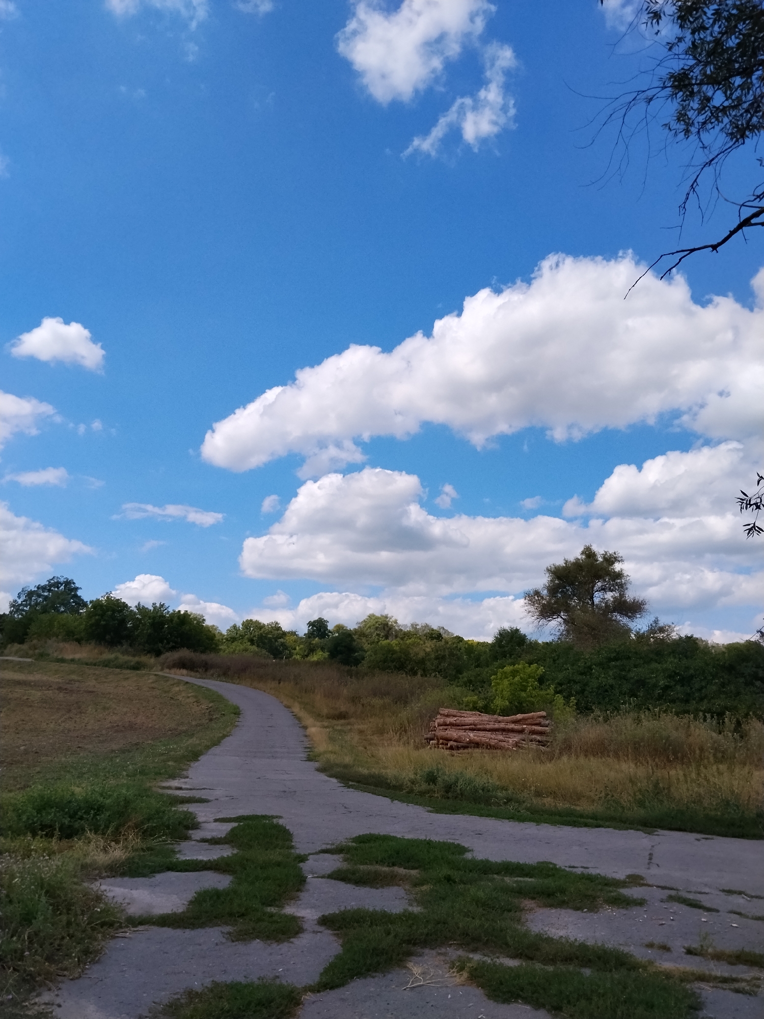 A paved path curves through a grassy area under a bright blue sky with scattered white clouds. The path is partially overgrown with grass in places. To the right of the path, a stack of cut logs lies on the ground amidst dry grass and vegetation. In the background, a line of dense green trees forms a natural barrier. The scene appears to be a park or natural area within the village of Ustyvytsia, Ukraine.