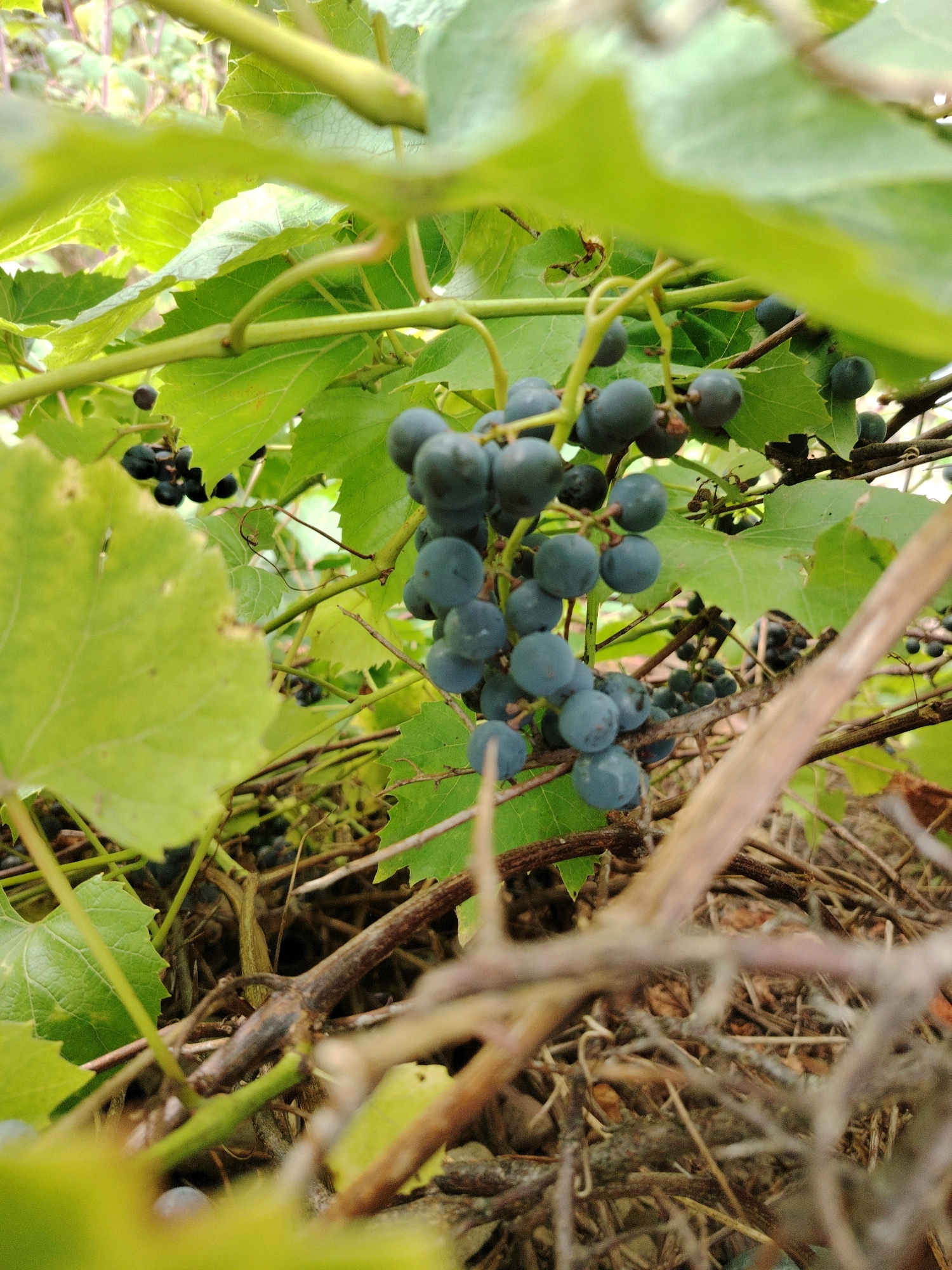 An outdoor, eye-level, close-up shot shows a cluster of dark blue grapes hanging from a vine. The grapes are clustered together on thin stems, with some individual berries visible. The vine has large, green leaves and is intertwined with dry twigs and branches. The background is softly blurred, suggesting a natural setting. The lighting is bright, indicating daylight. The scene is located in a garden or vineyard. There are no people or animals visible in the image.