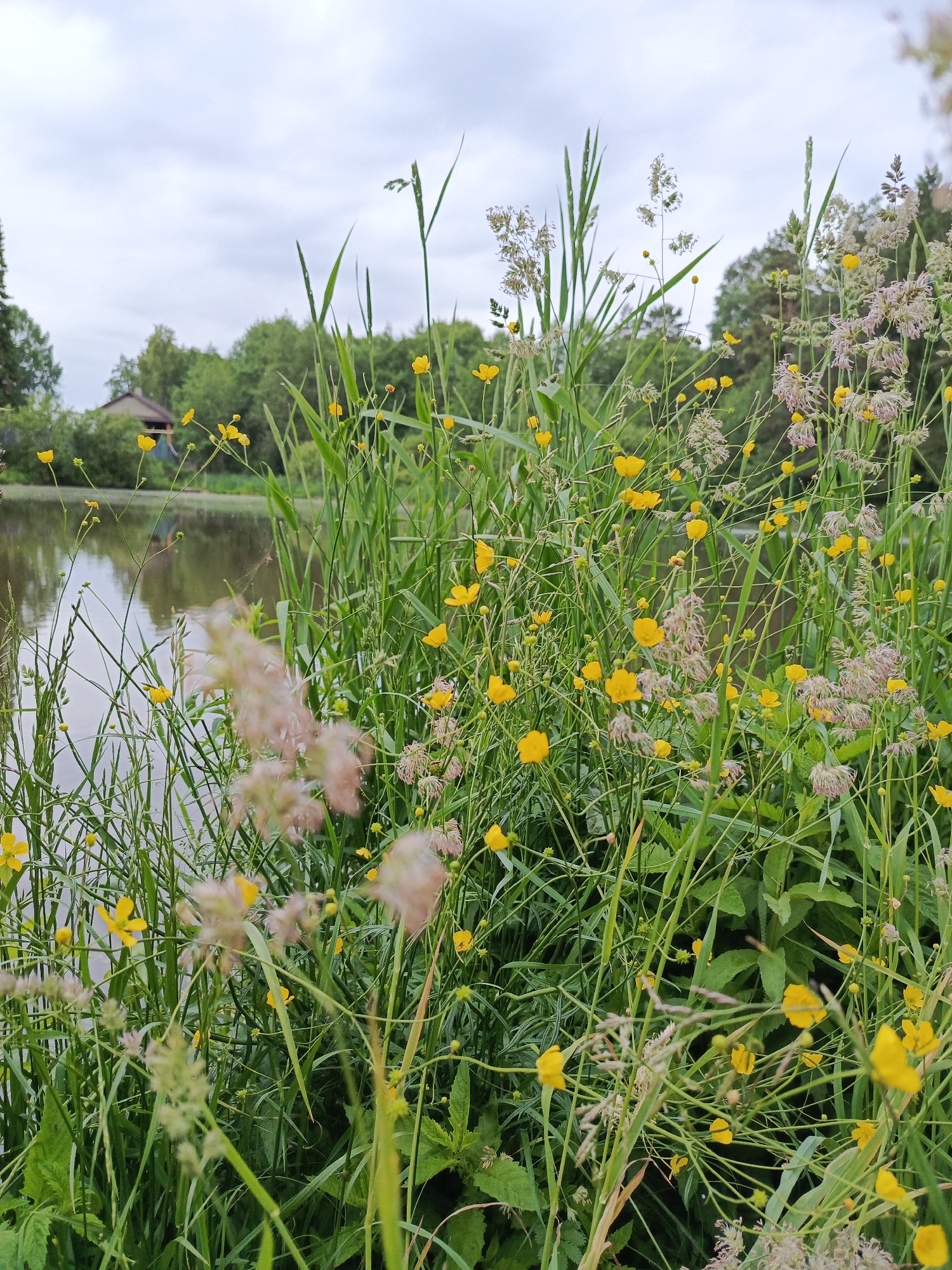 The image presents a serene natural landscape, likely a pond or lakeside scene, characterized by lush vegetation and calm water. The foreground is densely populated with a variety of wild plants. Prominently featured are numerous small, bright yellow flowers, resembling buttercups, scattered amongst tall, vibrant green grasses. Interspersed with these are delicate, feathery seed heads of other plants, some with a pale, almost pinkish hue, adding textural variety to the greenery.
In the mid-ground, a tranquil body of water reflects the soft, diffused light of the sky and the surrounding foliage. The water's surface is still, indicating a calm environment with little to no wind. On the far side of the water, a line of dense green trees forms the background. Partially visible through these trees on the left is a small, rustic-looking building or house with a dark roof, suggesting a rural or semi-rural setting.
The sky above is overcast, providing an even, gentle illumination to the scene, which hints at either an early morning, late afternoon, or simply a cloudy day. No human activity or individuals are depicted, emphasizing the quiet, untamed beauty of the natural environment. There is no visible text in the image. The scene conveys a sense of peacefulness and natural abundance.
