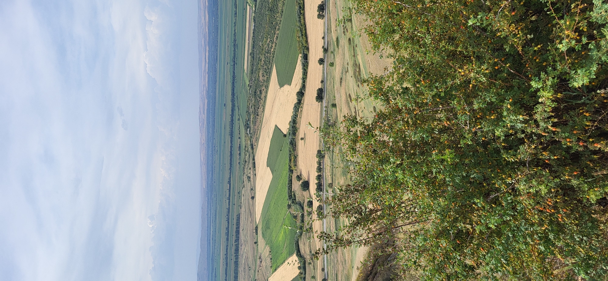 The image is a vertical, high-angle landscape photograph taken in the vicinity of Syrymbet, Kazakhstan. In the foreground, a dense bush with green leaves and numerous small, orange-red berries is prominently featured, extending from the bottom of the frame upwards. Beyond the bush, the landscape unfolds into a vista of agricultural fields. There are distinct patches of green and golden-yellow fields, suggesting different crops or stages of growth. A road can be seen running horizontally through the middle ground, bordered by trees. In the distance, the landscape becomes flatter, with more fields and a line of trees, leading to rolling hills and a hazy horizon under a sky with scattered clouds. The overall scene depicts a rural, agricultural area with varied vegetation and clear sky.