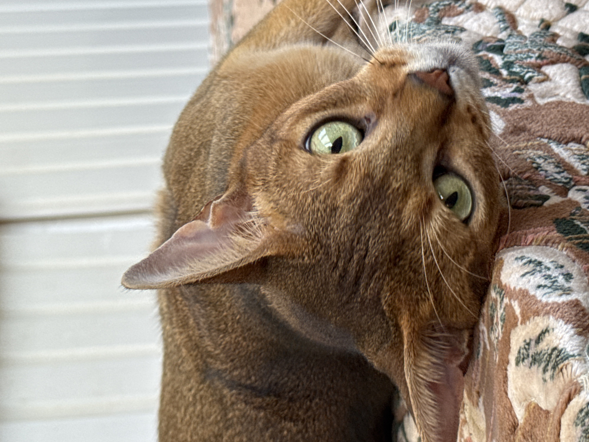 A close-up, eye-level shot shows a brown Abyssinian cat lying on a patterned surface. The cat's head is tilted, and its green eyes are looking directly at the camera. The background consists of vertical white blinds. The lighting suggests it is daytime. The image does not contain any information to determine the location in Noviy, Russia.