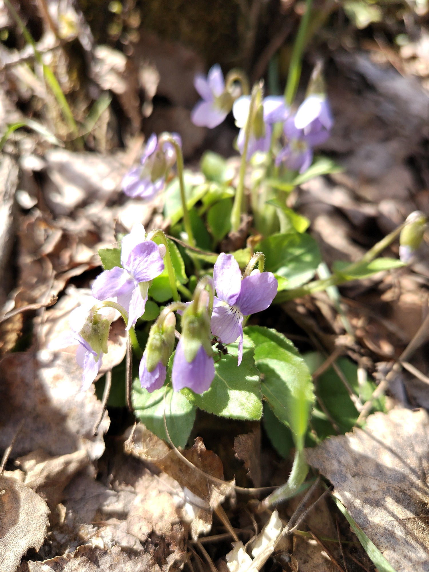 The image shows a cluster of small, light purple wild violet flowers surrounded by dry, brown leaves and green foliage. The flowers are in various stages of bloom, with some fully open and others still in bud. The scene appears to be in a natural setting, possibly a wooded area, with sunlight filtering through the trees. The exact location within the city of Noviy, Russia cannot be determined from the image.