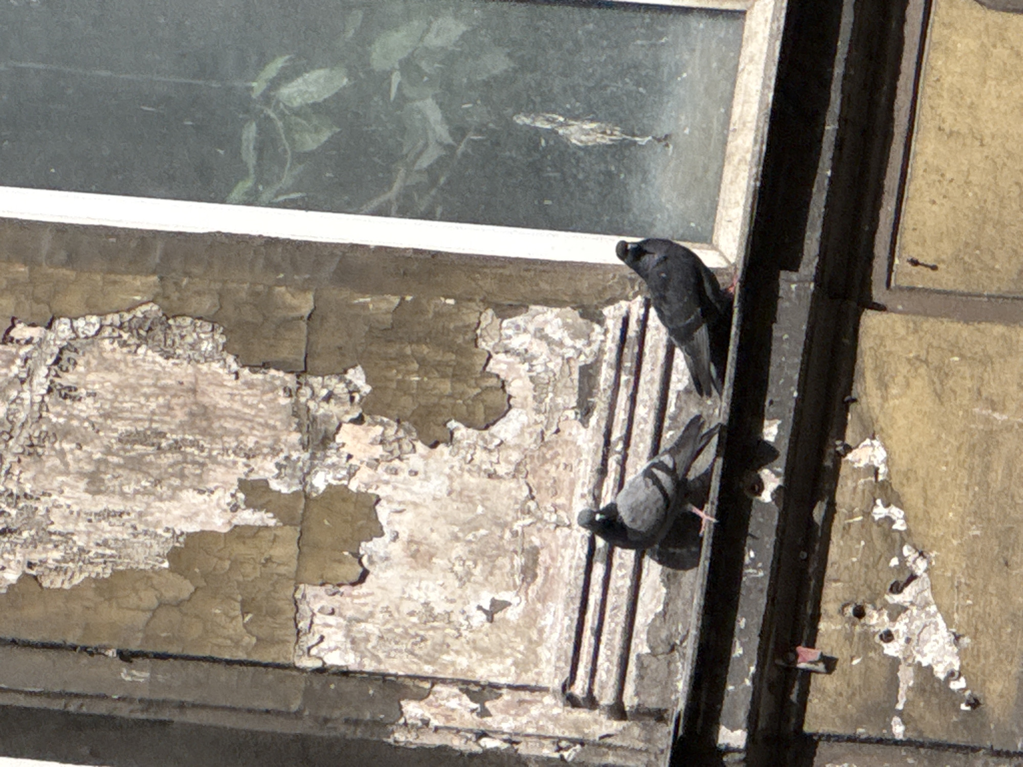 Two pigeons perch on a weathered building facade, likely in Saint Petersburg, Russia, given the architectural style and aged appearance. The building exhibits peeling paint and a deteriorated surface. A window is partially visible in the background, reflecting greenery. The overall scene suggests an urban environment with signs of aging and neglect.
