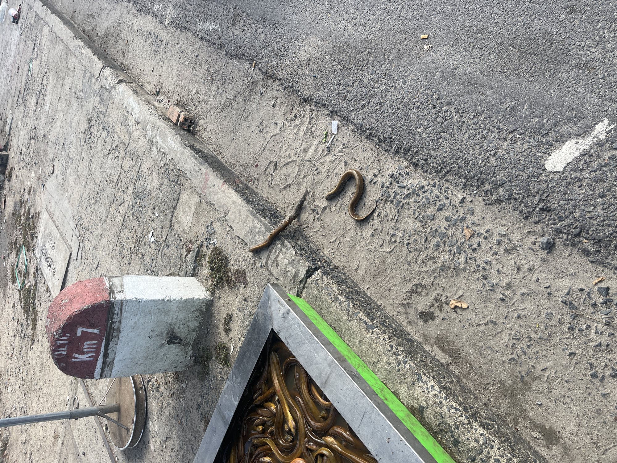 The image displays an outdoor, roadside scene in bright daylight. In the foreground, a metal-framed container with a vibrant green trim holds numerous live, elongated aquatic creatures resembling eels or fish, densely packed and submerged in water. Several of these creatures have spilled out onto the sandy, dirty ground next to the container, lying exposed. Another long, brown, segmented creature, possibly a large earthworm or a different type of invertebrate, is also visible on the ground nearby.
The setting includes an asphalt road on the right, separated by a curb from a dirt and concrete pavement on the left. The ground between the container and the road is dusty and littered with small debris, such as cigarette butts and plastic pieces. On the pavement in the lower left, a concrete milestone marker is visible. It has a red top and a white base, with the clear inscription "Km 7" in white letters on the red section. Additional, less clear Vietnamese text is visible above "Km 7." A metal pole with a circular base stands next to this marker. Further along the curb, a broken brick is present.
No people are visible in the image. The scene suggests the transport or sale of these aquatic creatures, possibly indicating a market or roadside vendor, with some of the creatures having accidentally or intentionally been placed on the unkempt ground. The "Km 7" marker serves as a location identifier on a road in Nha Trang Ward, Vietnam.