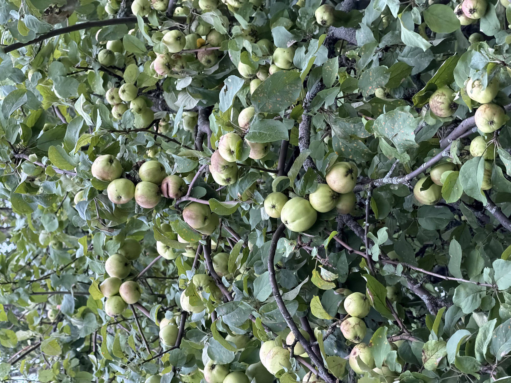 The image shows a close-up view of a tree heavily laden with green apples, characteristic of an orchard or a backyard garden. The apples are at various stages of ripeness, with some showing tinges of red and pink. They are clustered together on branches, interspersed with abundant green leaves. The branches themselves are gnarled and textured, indicating the age of the tree. The background is filled with more foliage and branches, creating a dense, natural setting. The lighting suggests it is daytime, possibly overcast, as there are no strong shadows. The scene is devoid of any human presence or man-made structures, suggesting a natural or agricultural environment. The image could be located in the city of Petukhi, Russia, where apple orchards are common in private gardens and surrounding areas.