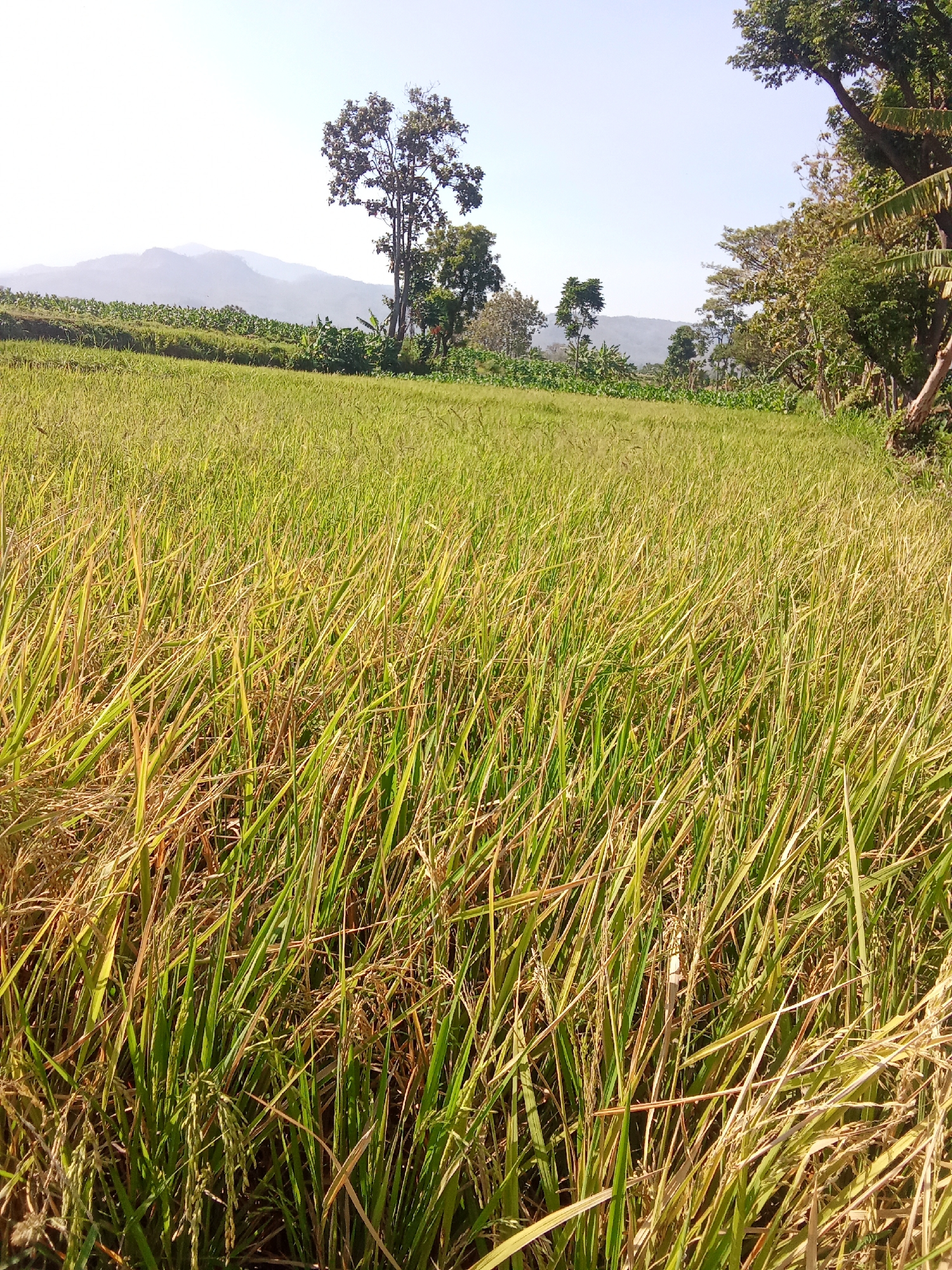 The image depicts a lush green rice paddy field under a clear blue sky. The rice stalks are tall and dense, with some showing signs of ripening, indicating they are close to harvest. In the background, a range of rolling hills or mountains can be seen, shrouded in a light haze. Several trees are scattered throughout the landscape, with one tall, prominent tree on the right side of the frame. The scene appears to be in a rural area. The crops are in a state of growth and maturity, with the sun casting a warm light across the field. The overall impression is one of agricultural abundance and natural beauty. The location is specified as Jetis, Indonesia, suggesting a tropical or subtropical climate suitable for rice cultivation.
