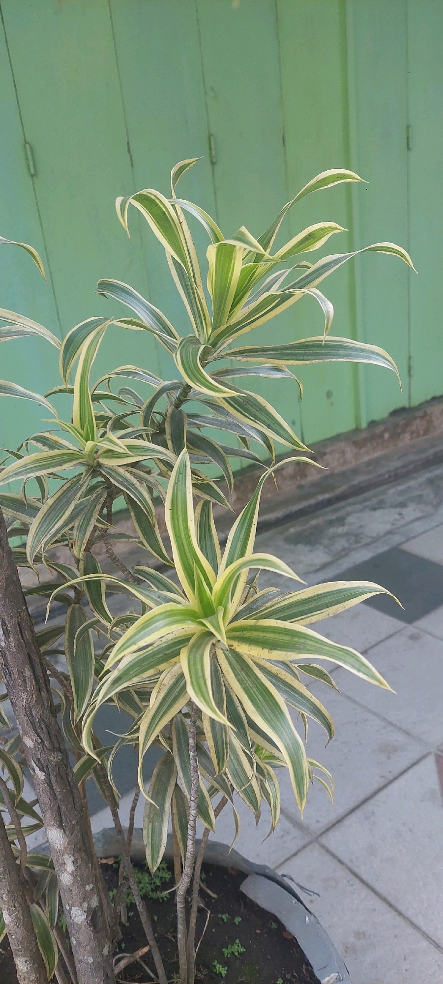 A variegated Dracaena plant is the central subject of this image, captured in Lumajang, Indonesia. The plant features long, slender leaves with prominent green and yellow stripes, growing in a bushy, upright manner from a thick, woody trunk. The leaves are slightly curved and pointed, giving the plant a tropical appearance. The Dracaena is potted in a dark gray planter, partially visible at the bottom of the frame, and situated outdoors.
The background consists of a light green wooden wall, likely a door or fence, with visible vertical planks and horizontal hinges. The wall exhibits a slightly weathered texture. To the right of the plant, a tiled pathway is visible, composed of square, light gray tiles arranged in a diamond pattern. A thin, dark line, possibly a crack or grout line, runs diagonally across some of the tiles. The overall lighting suggests it is daytime, with soft, diffused light illuminating the scene. There are no people or animals present in the image. The scene appears to be a residential or commercial outdoor area, common in Lumajang.