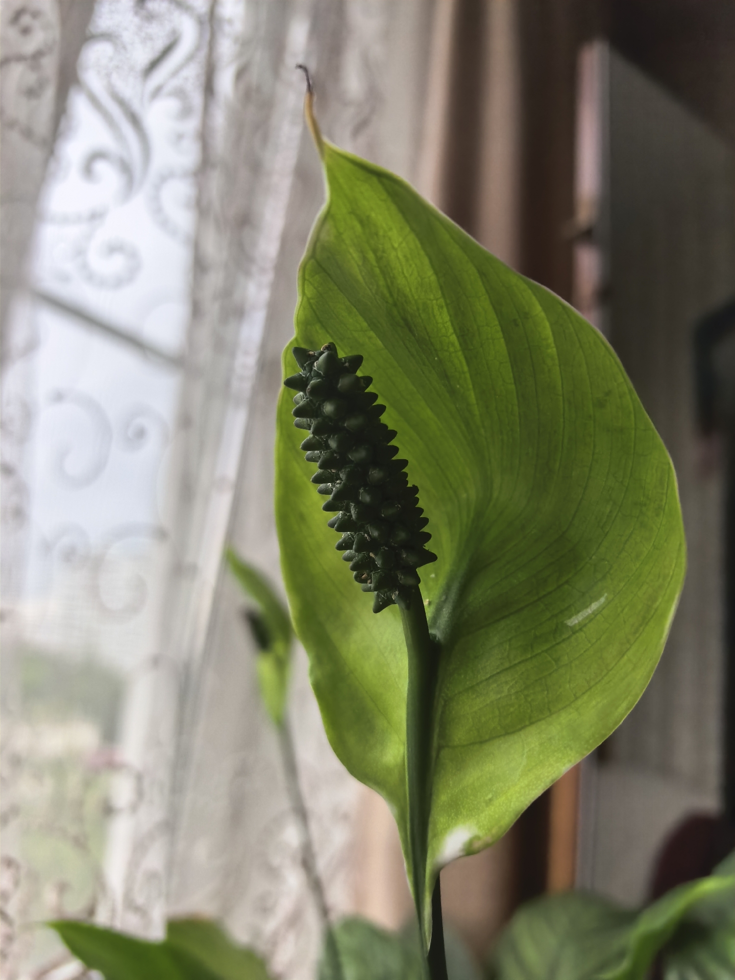 The image shows a close-up of a green plant with a spiky flower head, possibly a Peace Lily, indoors. The plant is in focus, with its large, veined leaf dominating the foreground. Behind the plant, a window with sheer white curtains is visible, allowing diffused natural light to illuminate the scene. The curtains have a subtle, ornate pattern. Beyond the curtains, a blurry cityscape is visible, suggesting an urban environment. The background also includes a hint of a wooden surface and possibly furniture, indicating an indoor setting. No people or specific actions are depicted. The overall impression is a quiet, indoor scene focusing on the details of the plant. The provided metadata does not specify the location as Moscow, Russia.