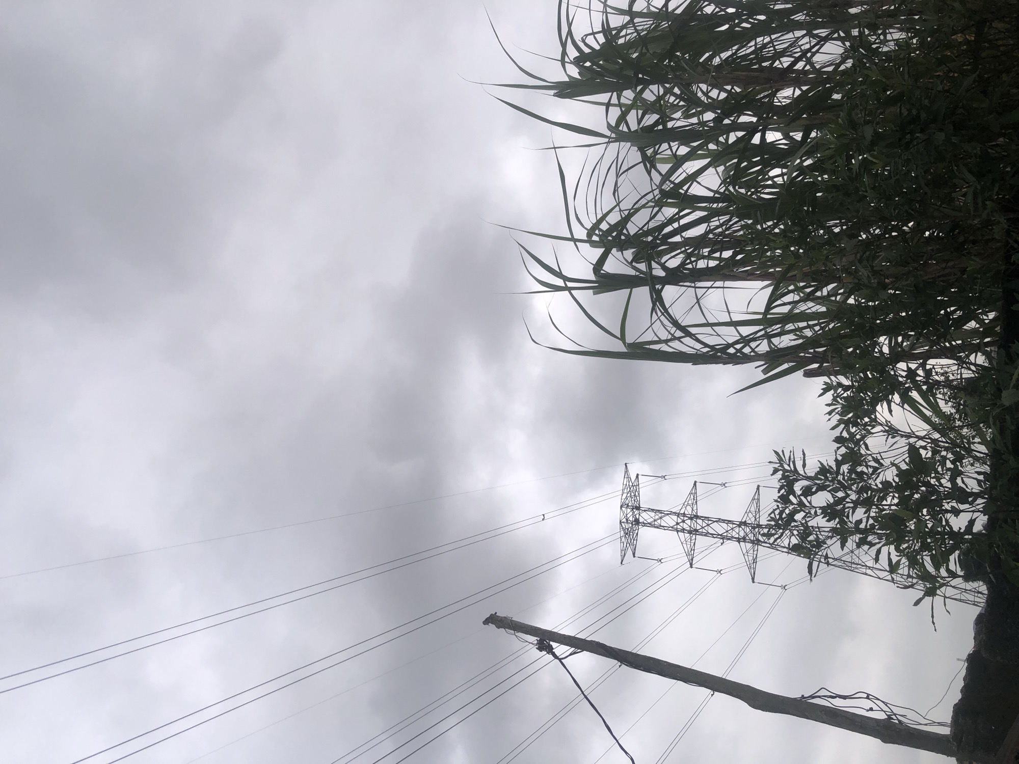 The image captures a low-angle view of a cloudy sky in Ado, Nigeria. In the foreground, tall, green reeds and leafy branches occupy the right and bottom portions of the frame. To the left, a wooden utility pole stands with thick cables extending upwards and diagonally across the sky. Further in the background, a large metal electricity pylon is visible against the overcast sky. The scene is devoid of any people or discernible activity, focusing on the natural and infrastructural elements under a heavily clouded sky.