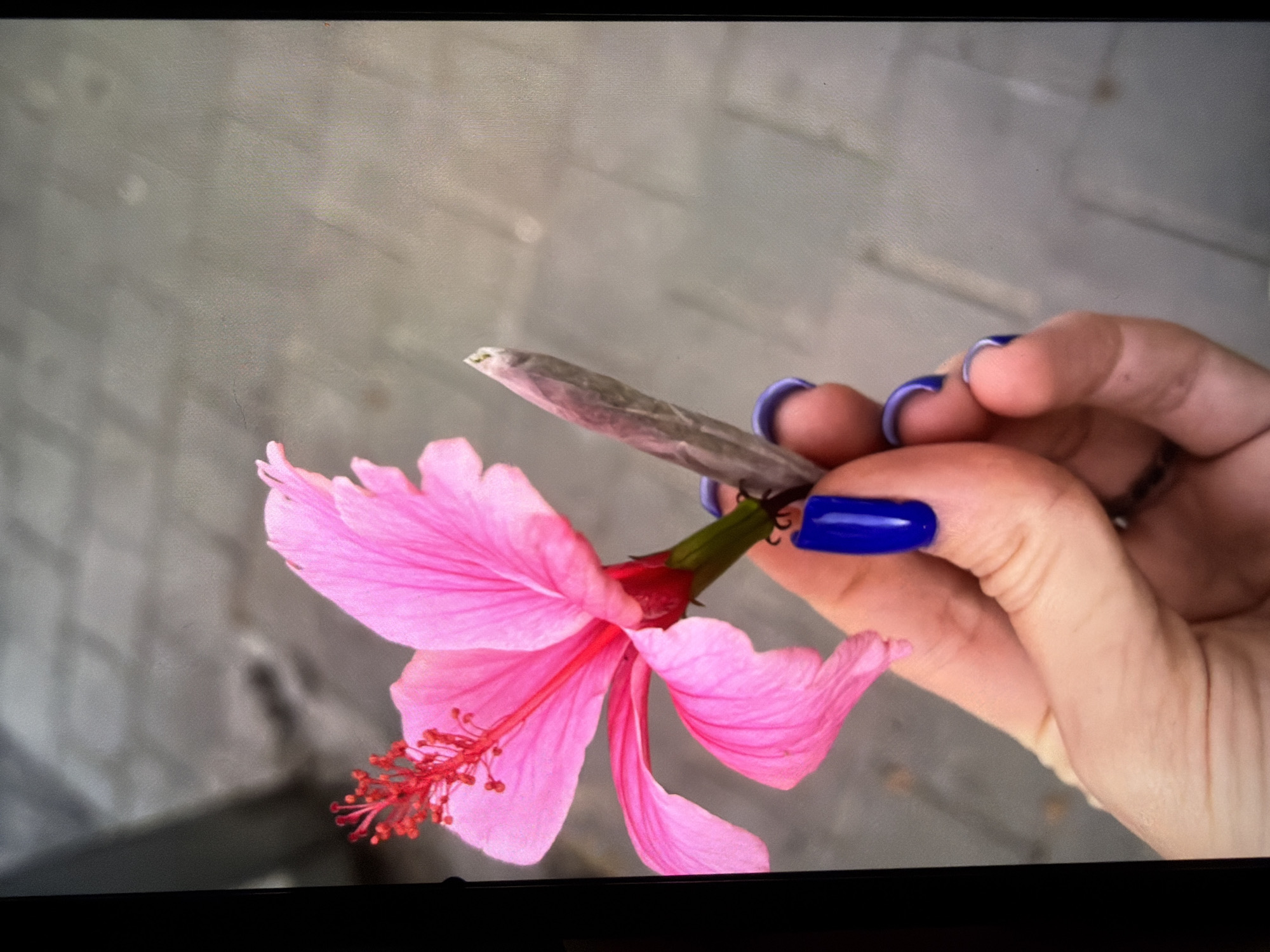 A close-up shot features a light-skinned hand holding a pink hibiscus flower and a rolled cigarette. The hibiscus has a prominent red stamen. The cigarette is held at the base of the flower, near the stem. The hand's nails are painted in a royal blue color, with some nails appearing to have a silver or light blue trim. The background is blurry and appears to be a gray wall or surface. The location is unknown.