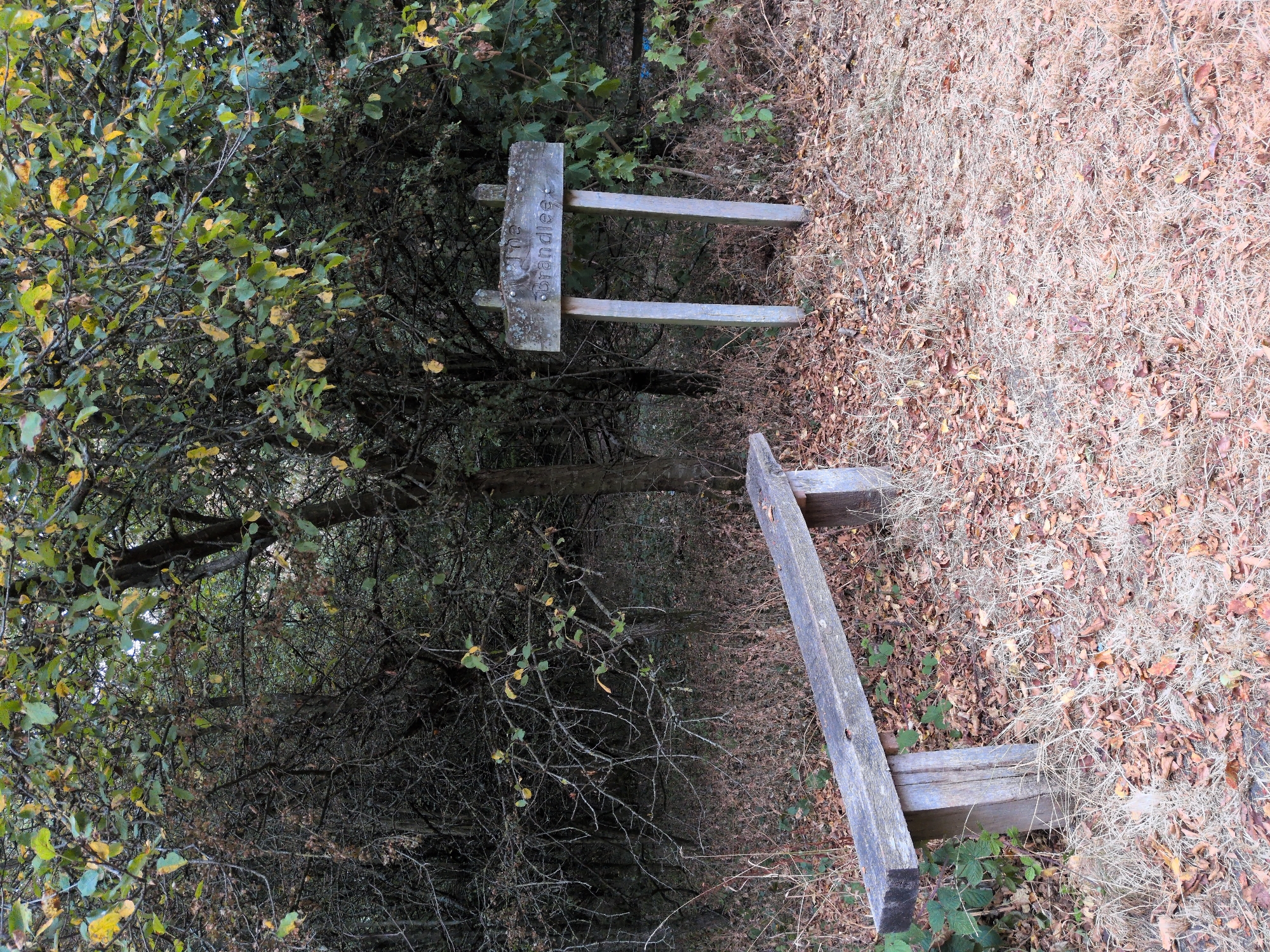 The image depicts an outdoor scene in Dawley, United Kingdom, featuring a wooden bench and a signpost. The bench, constructed from weathered planks, is positioned on the left side of the frame, its surface showing signs of age and use. To the right of the bench stands a wooden signpost, its plank inscribed with the words "The Brandlee". The signpost is supported by two vertical wooden posts. The environment is characterized by dense vegetation, with trees and branches forming a canopy overhead. Fallen leaves are scattered across the ground, suggesting an autumn setting. The overall impression is one of a quiet, rustic location, possibly a park or woodland area within Dawley. There are no people visible in the image, and no actions or interactions are taking place. The lighting suggests it is daytime.