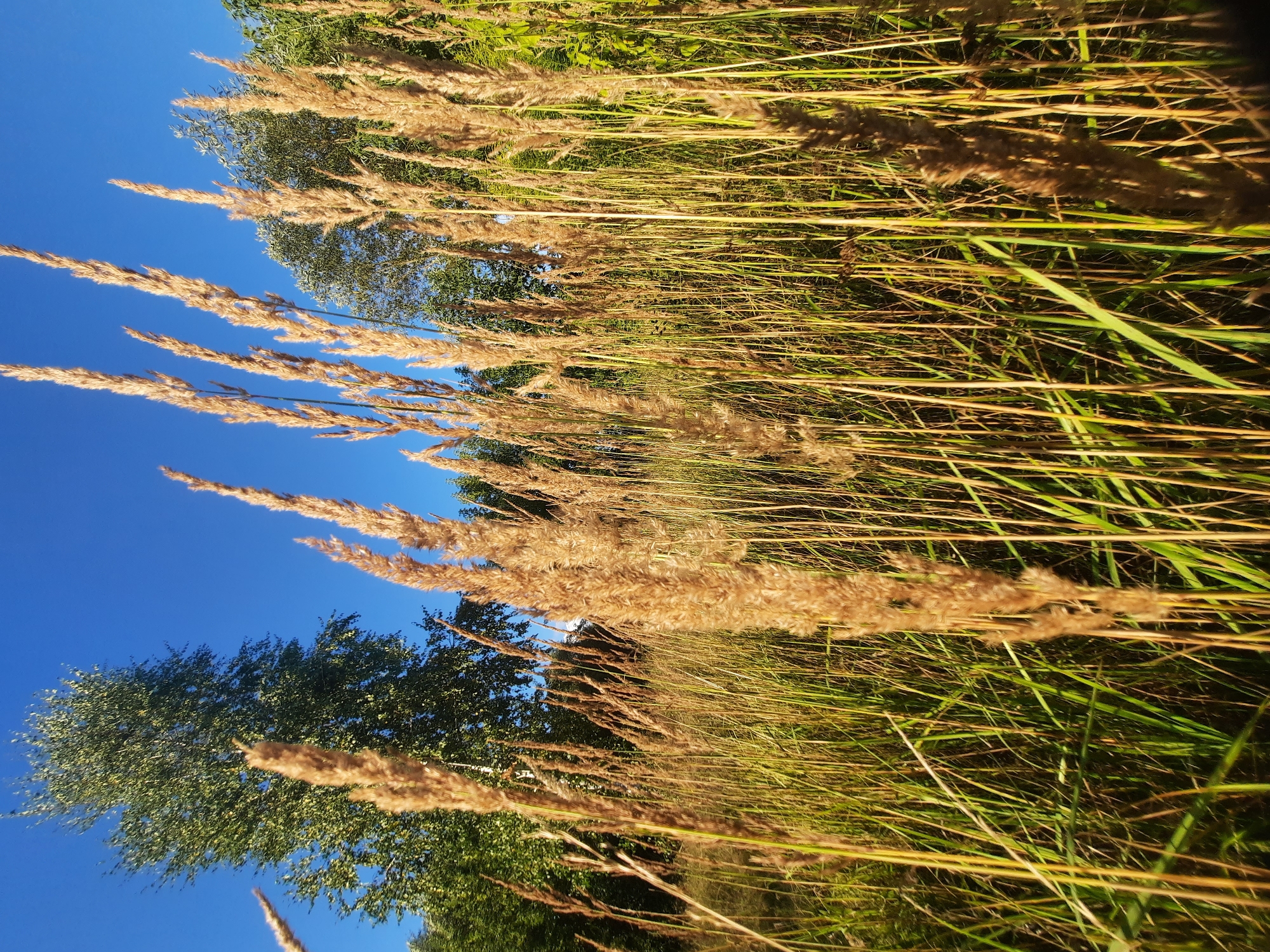 The image depicts a low-angle view of tall, dry grass stalks with feathery tops, illuminated by sunlight under a clear blue sky. In the background, trees are visible, some with green foliage and others appearing more sparse. The scene suggests an outdoor environment, likely a field or meadow. There are no people or animals visible in the image. The overall impression is one of nature and a sunny day. The location is identified as Shklov, Belarus.