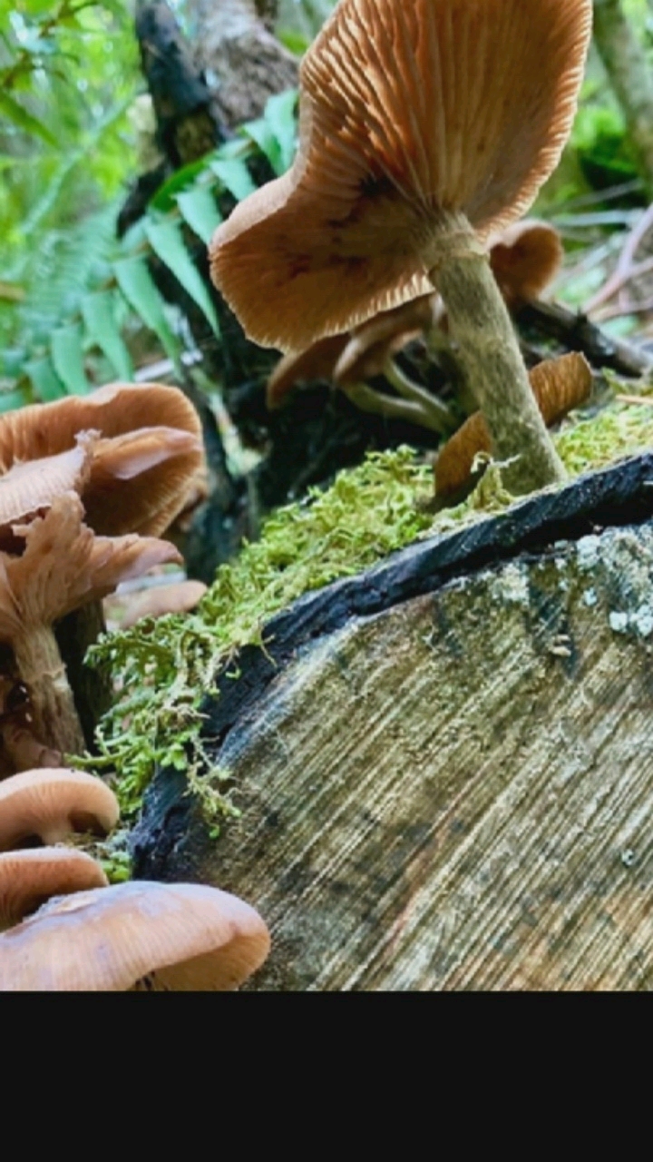 The image is a close-up, low-angle shot of several brown mushrooms growing on a moss-covered tree stump. The mushrooms vary in size and stage of development, with some showing prominent gills on their undersides. The background is blurred, suggesting a forest or wooded environment with green foliage and tree trunks visible. The focus is on the textures and details of the mushrooms and the rough surface of the tree stump. There is no indication of the city of Hongkou District, China in the image.