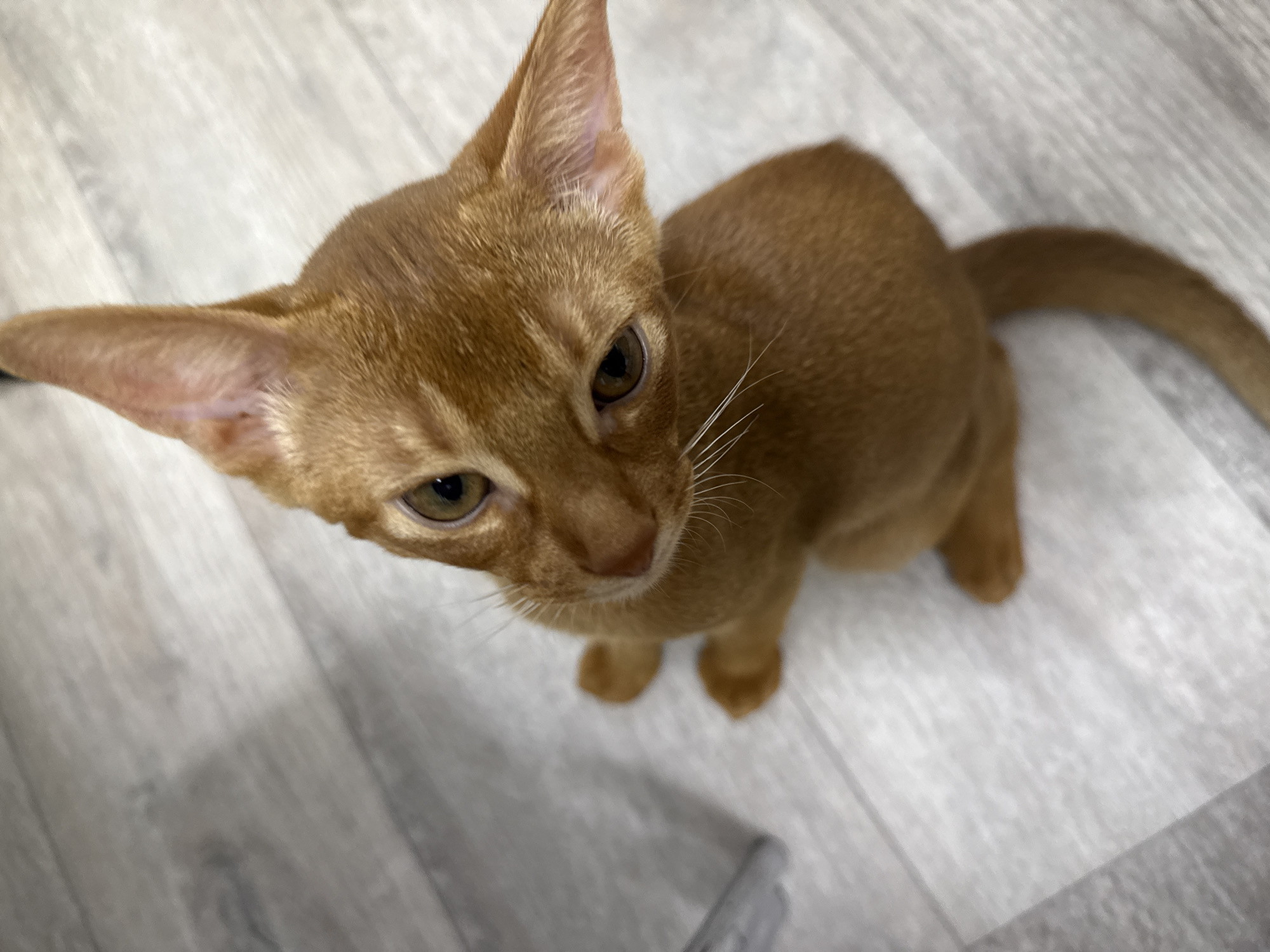 The image shows an orange Abyssinian kitten sitting on a light-colored, wood-planked floor. The kitten is looking up at the camera with large, attentive eyes. The kitten's fur is short and tawny, and its ears are large and erect. The background is out of focus, but appears to be an indoor environment with a muted color palette. There is no indication of the city of Stary Oskol, Russia, in the image.