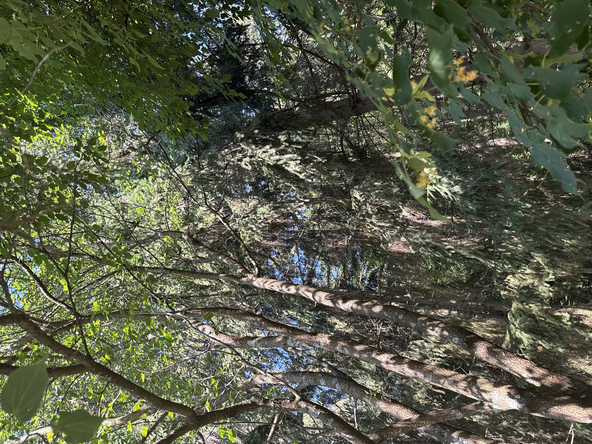 The image depicts a dense forest scene with sunlight filtering through the canopy. The foreground features several tree trunks with rough bark, some appearing to be deciduous with lighter green leaves, while the background is dominated by darker, needle-bearing trees, likely spruce or fir. Shadows are cast across the tree trunks, indicating a sunny day. The foliage is lush and varied, creating a layered effect. The overall impression is one of a natural, wooded area. No people, animals, or man-made objects are visible. This scene is located in Tsyhanivtsi, Ukraine.