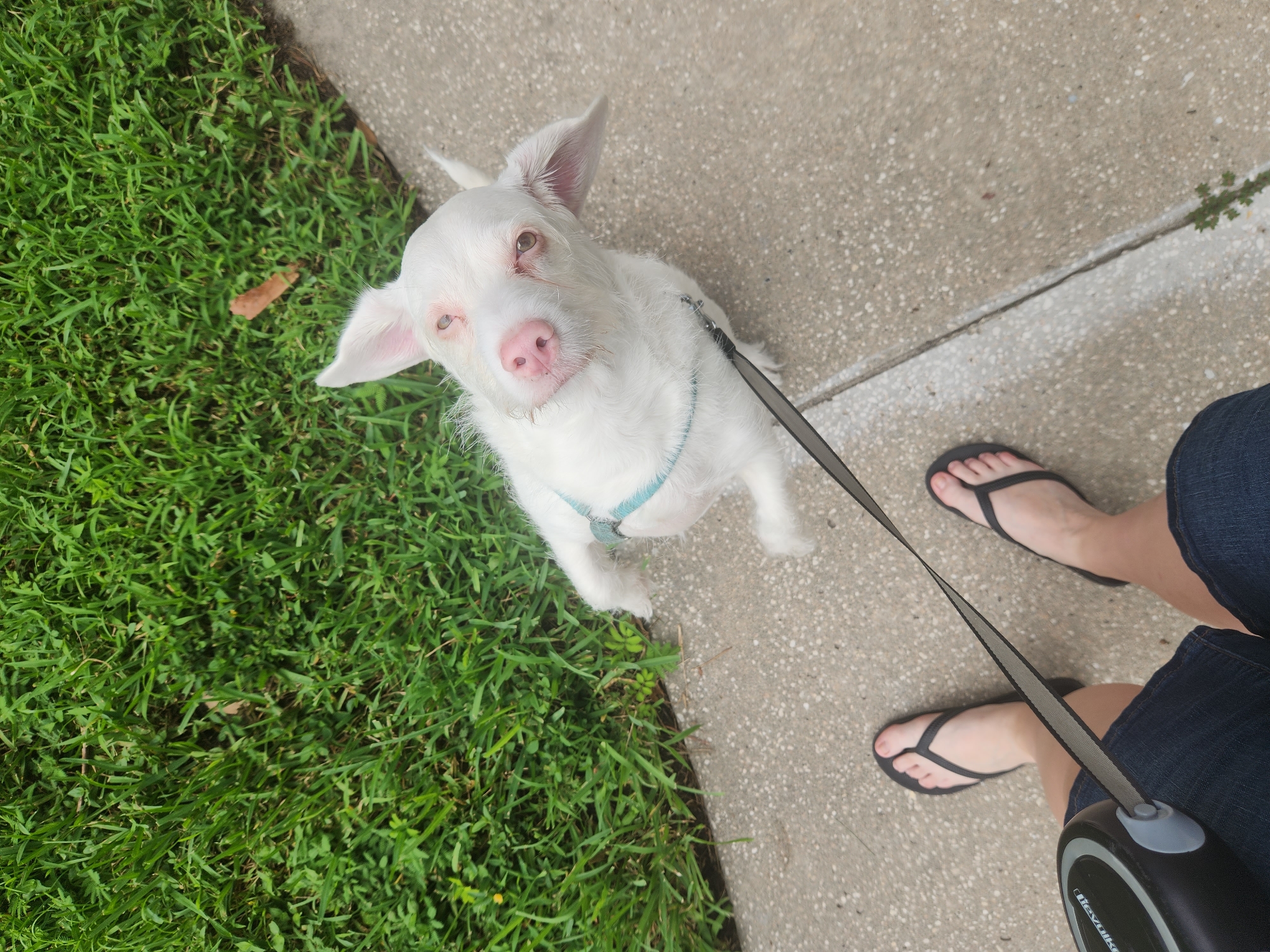 A high-angle medium shot captures a white dog on a leash, looking up at the camera. The dog is wearing a light blue harness. The leash is extended from a black retractable leash in the lower left corner of the frame, held by a person wearing dark denim shorts and black flip-flops. The scene is set outdoors on a concrete sidewalk adjacent to a grassy area. The background consists of green grass with a few scattered brown leaves. The image appears to have been taken in Altamonte Springs, United States of America.