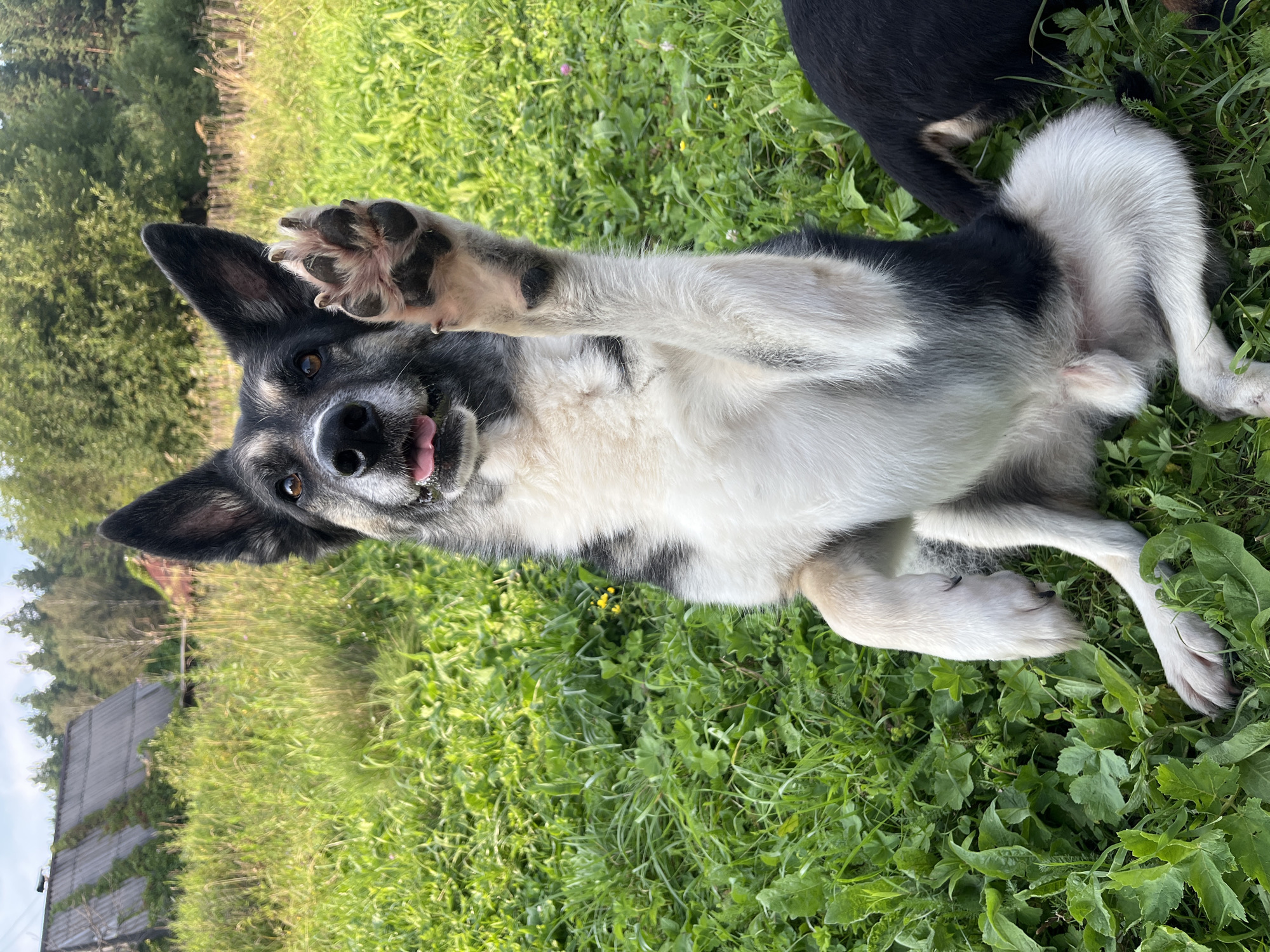 A medium shot of a black and white dog sitting in green grass with its front paw raised in a greeting gesture. The dog has pointed ears, dark eyes, and its tongue is slightly visible. In the background, there is a cluster of trees and two rustic buildings with dark roofs. The environment appears to be a rural or suburban setting. The image does not contain any identifiable landmarks or features that would indicate the specific location of Nizhny Tagil, Russia.
