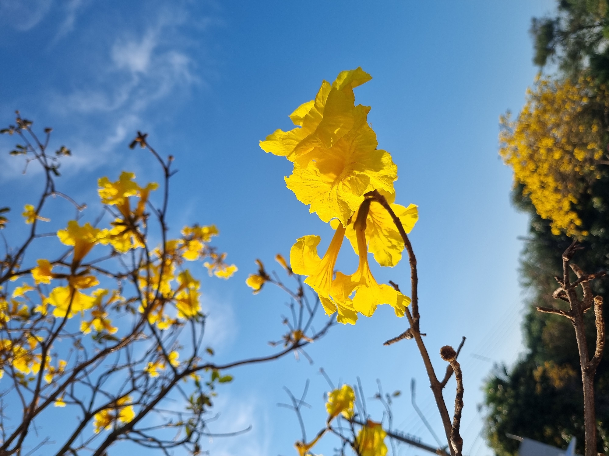 The image is a close-up of yellow flowers against a bright blue sky, with some branches of the tree visible in the foreground and background. In the distance, there is a blurred view of trees and what appears to be a street light. This scene is located in Laranjal Paulista, Brazil.