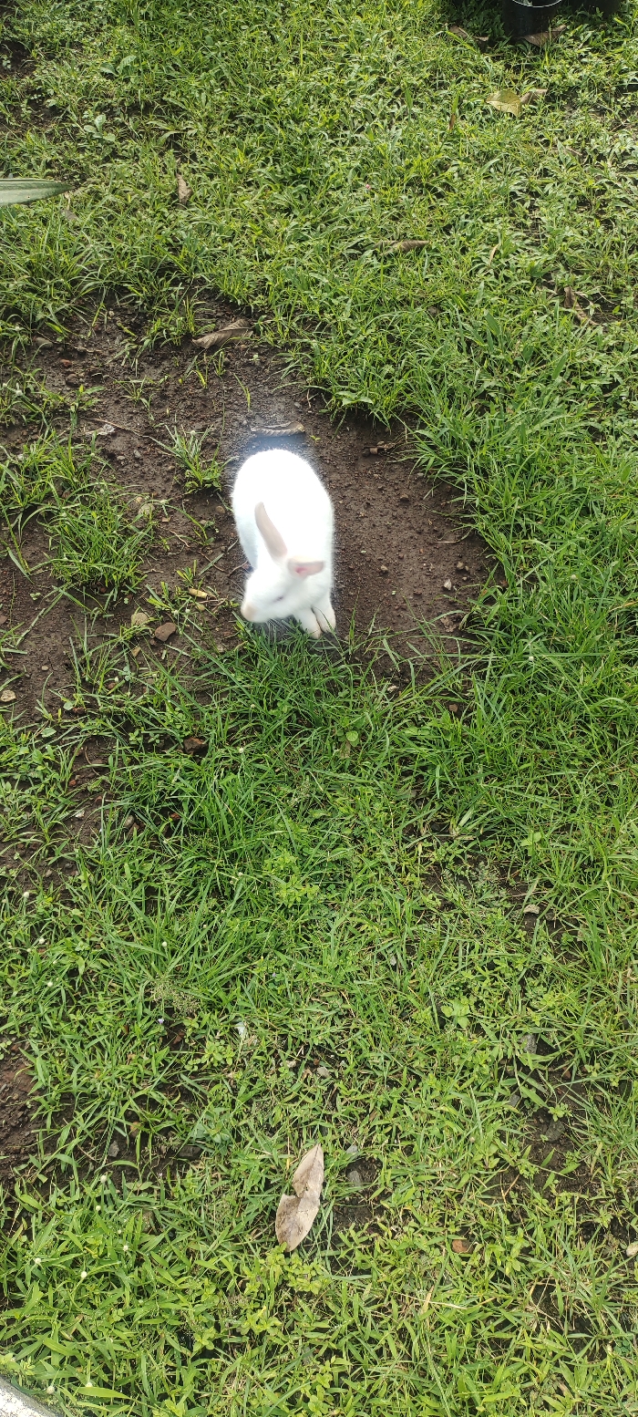 The image shows a white rabbit standing on a patch of grass in Kecamatan Lawang, Indonesia (coordinates: -7.827, 112.701). The rabbit is facing away from the camera, with its head lowered and its ears perked up. The grass is short and green, and there is a small brown leaf lying on the ground near the bottom of the image. The ground is mostly dirt, with some small rocks and pebbles scattered throughout. The image appears to have been taken on a bright, sunny day.