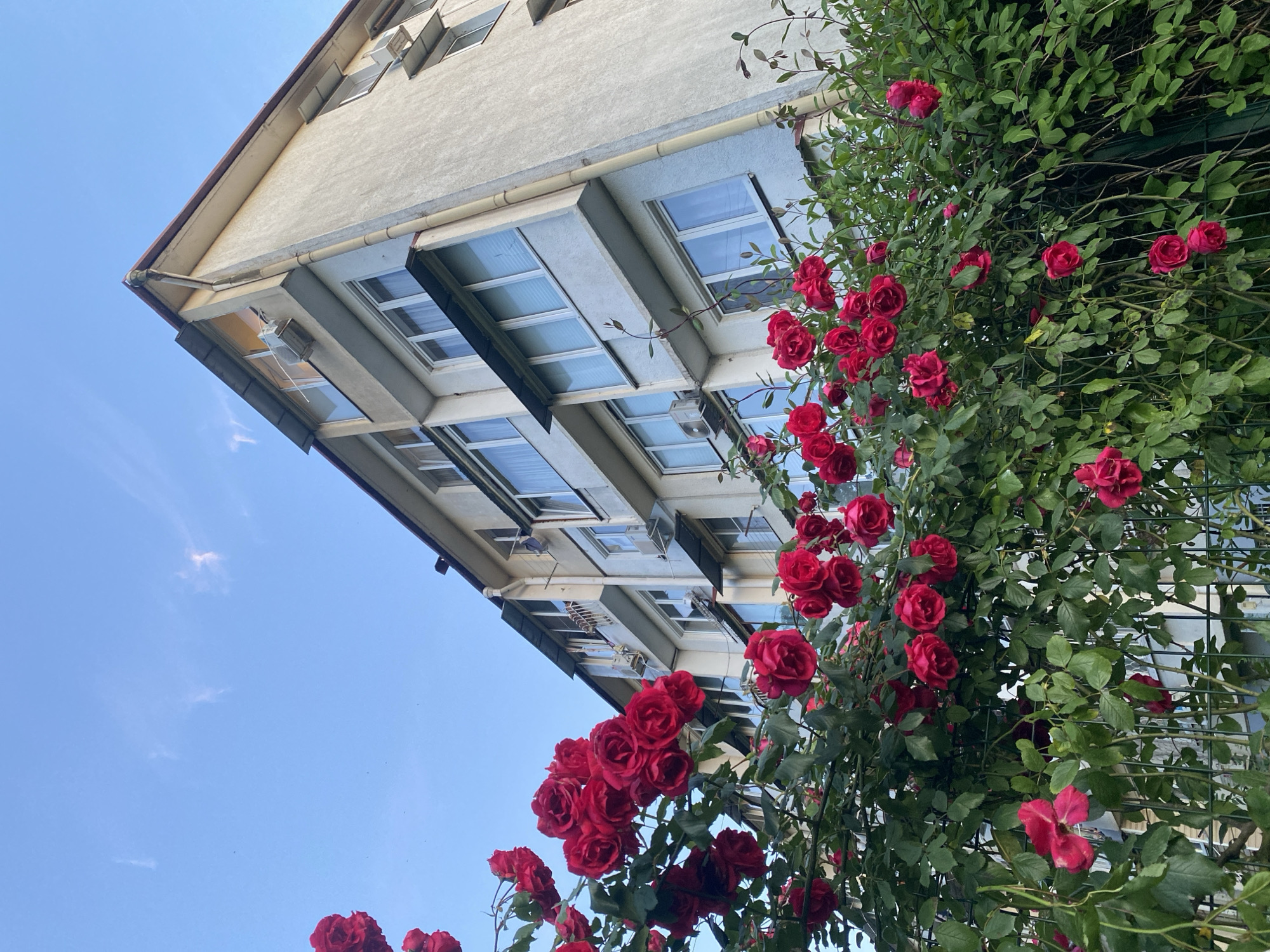 The image presents an upward-looking view of a multi-story building and a vibrant climbing rose bush against a clear blue sky. The scene is set in Sochi, Russia, during daytime under clear, possibly sunny, weather conditions, indicated by the bright sky with only faint, wispy clouds.
The building, likely an apartment block or hotel, occupies the left side and background. It features light-colored walls, possibly stucco or concrete, and multiple levels of rectangular windows, some of which have dark external awnings or shades. Visible architectural details include gutters and drainpipes running along the building's facade, as well as a small light fixture attached near one of the windows. The perspective is tilted, emphasizing the height and angularity of the structure.
Dominating the right side and foreground is a lush climbing rose bush, densely covered with numerous vibrant red roses in full bloom. The roses are interspersed with abundant green leaves, and the plant appears to be growing on a trellis or wall adjacent to the building. No people are visible, nor is any specific activity taking place. There is no discernible text within the image. The overall impression is a harmonious blend of urban architecture and natural beauty.