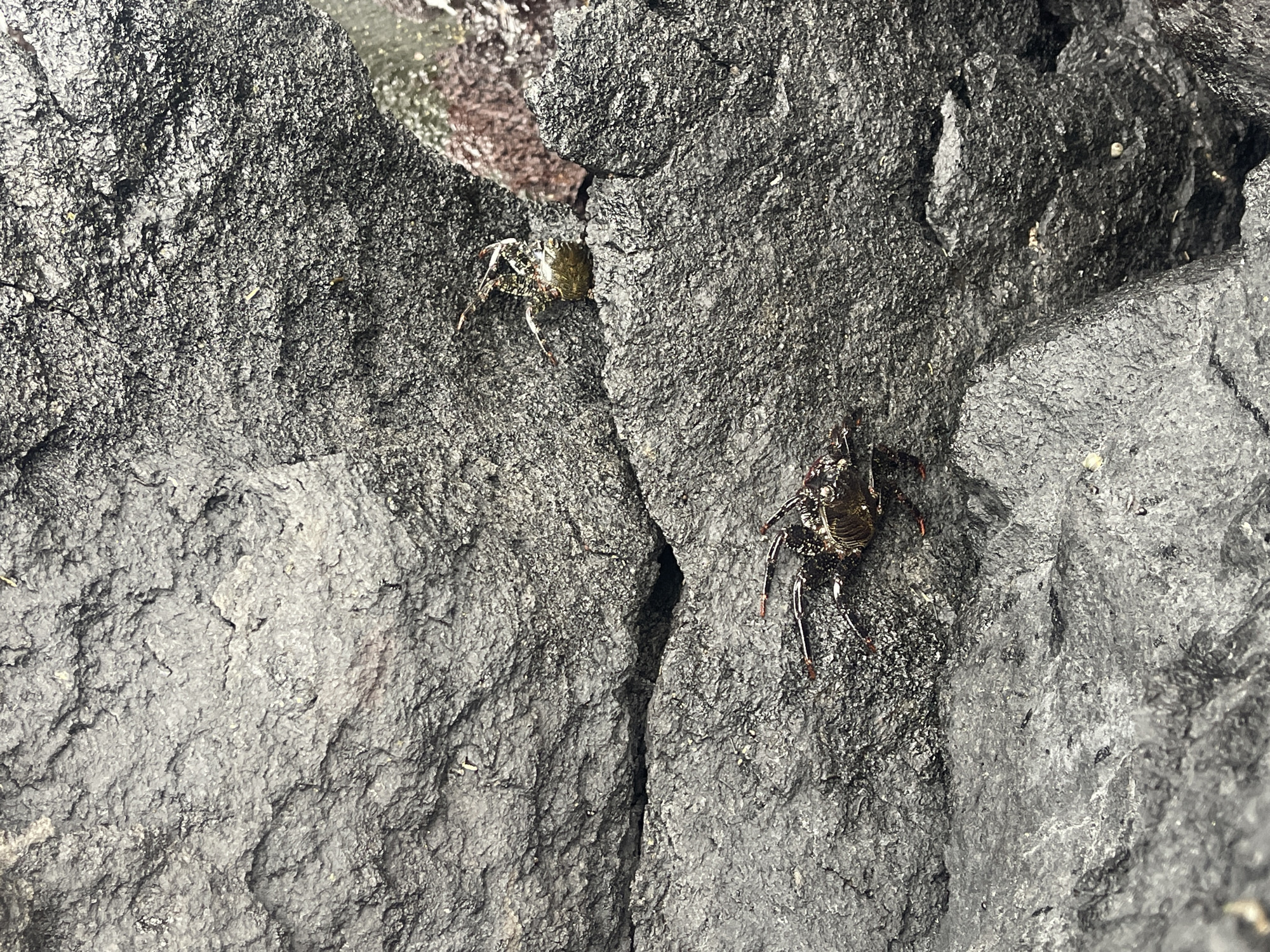 Two crabs are on a dark, rough rock surface. One crab is positioned near the top left, slightly obscured by an overhang, while the other is located lower on the right side of the image. The crabs are varying shades of dark greens and browns. The rock surface is textured with cracks and crevices. The scene appears to be outdoors. The location is Lagoa (Nossa Senhora do Rosário), Portugal, by the seashore.