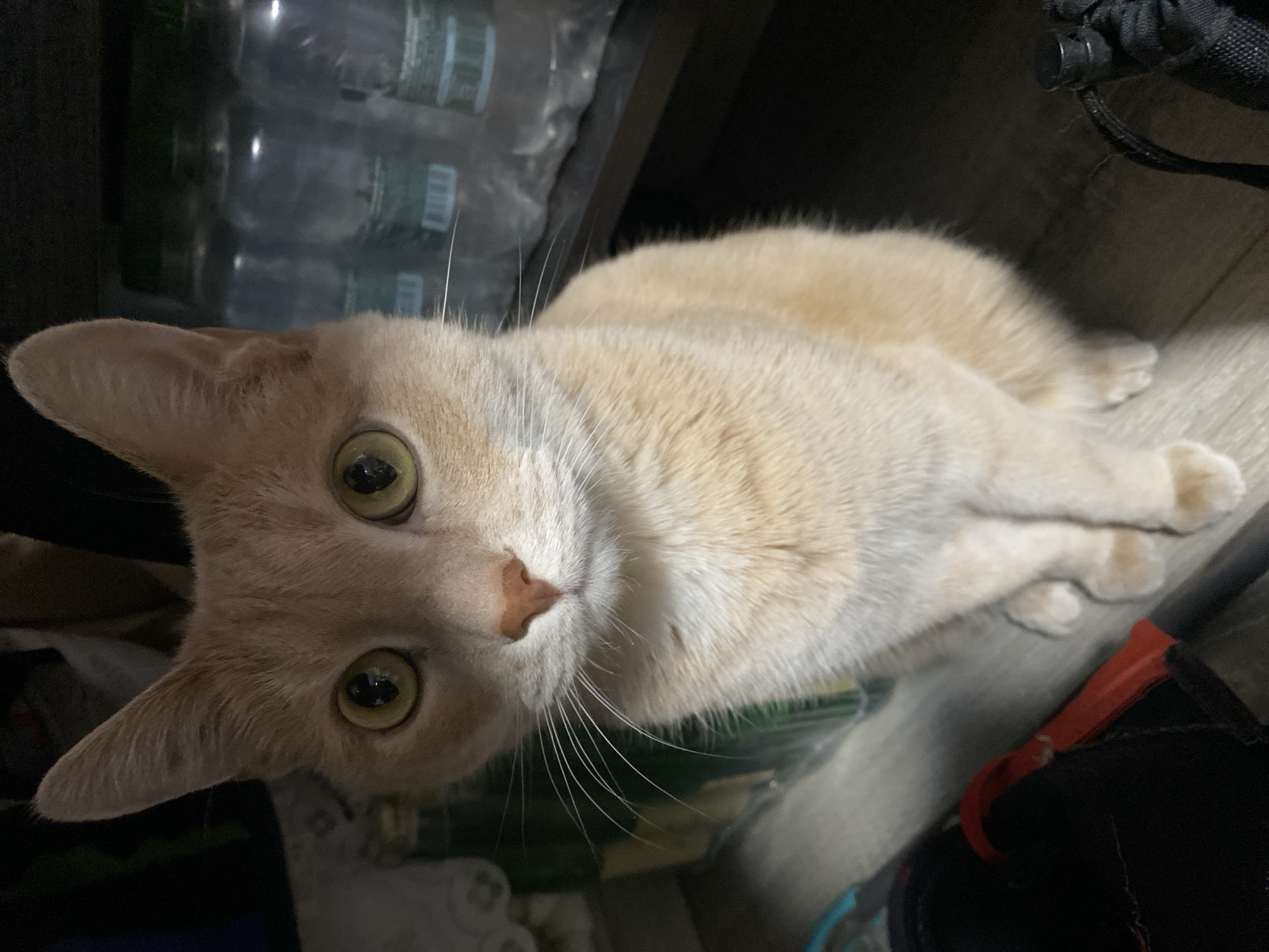 A light-orange cat with green eyes is laying down and looking up at the camera. The cat is partially obscured by various objects. In the background, there are several plastic bottles stored on a shelf. A black backpack or bag is partially visible on the right side of the image. The location of the city of Chaikovsky, Russia, cannot be determined from the image.