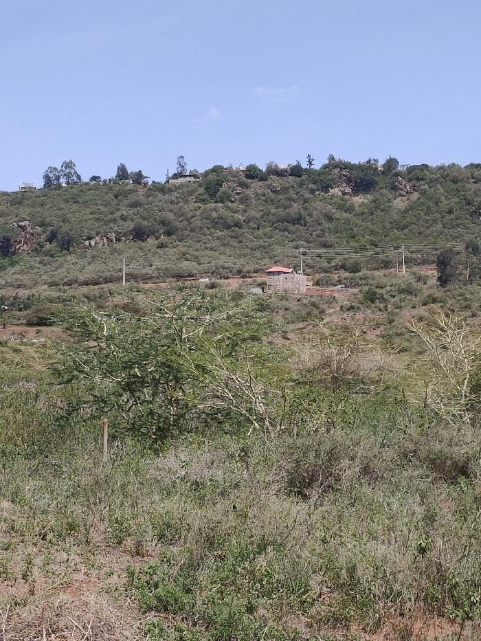 The image captures a wide outdoor scene of a hillside under a clear blue sky. The landscape is predominantly covered in various shades of green and brown vegetation, suggesting a dry or semi-arid environment.
In the foreground, the ground is covered with sparse, dry grasses and low-lying bushes. The soil appears light brown and dusty in places. On the left side of the foreground, a slender, dark brown or reddish pole, possibly a fence post, is partially visible. Further back, taller, shrub-like trees with light-colored, almost white branches and green foliage are scattered across the mid-ground, providing a natural barrier.
The midground is dominated by a densely vegetated hillside, steeply ascending towards the top. This section of the hill is covered with numerous trees and shrubs, creating a textured green expanse. Towards the center-right of the midground, a house is visible, nestled into the hillside. It has light-colored, possibly white or cream-colored, walls and a distinct reddish-brown, possibly tiled, roof. The house appears to be a single or two-story structure, and it is surrounded by more vegetation. Running horizontally across the midground, power lines are visible, strung between several tall, slender utility poles. One pole stands prominently to the left of the house, and others are further to the right.
In the background, the hill continues to rise, forming a ridge line. More dense vegetation, including larger trees and what appear to be rocky outcrops, characterize this upper section. Along the ridge, several smaller, scattered structures, which could be other houses or buildings, are barely visible amidst the trees.
The sky above the hillside is a bright, clear blue, with only a very faint wisp of cloud detectable towards the right side of the frame. The overall lighting suggests it is daytime, likely morning or early afternoon, with bright sunlight illuminating the scene. There is no visible text in the image.