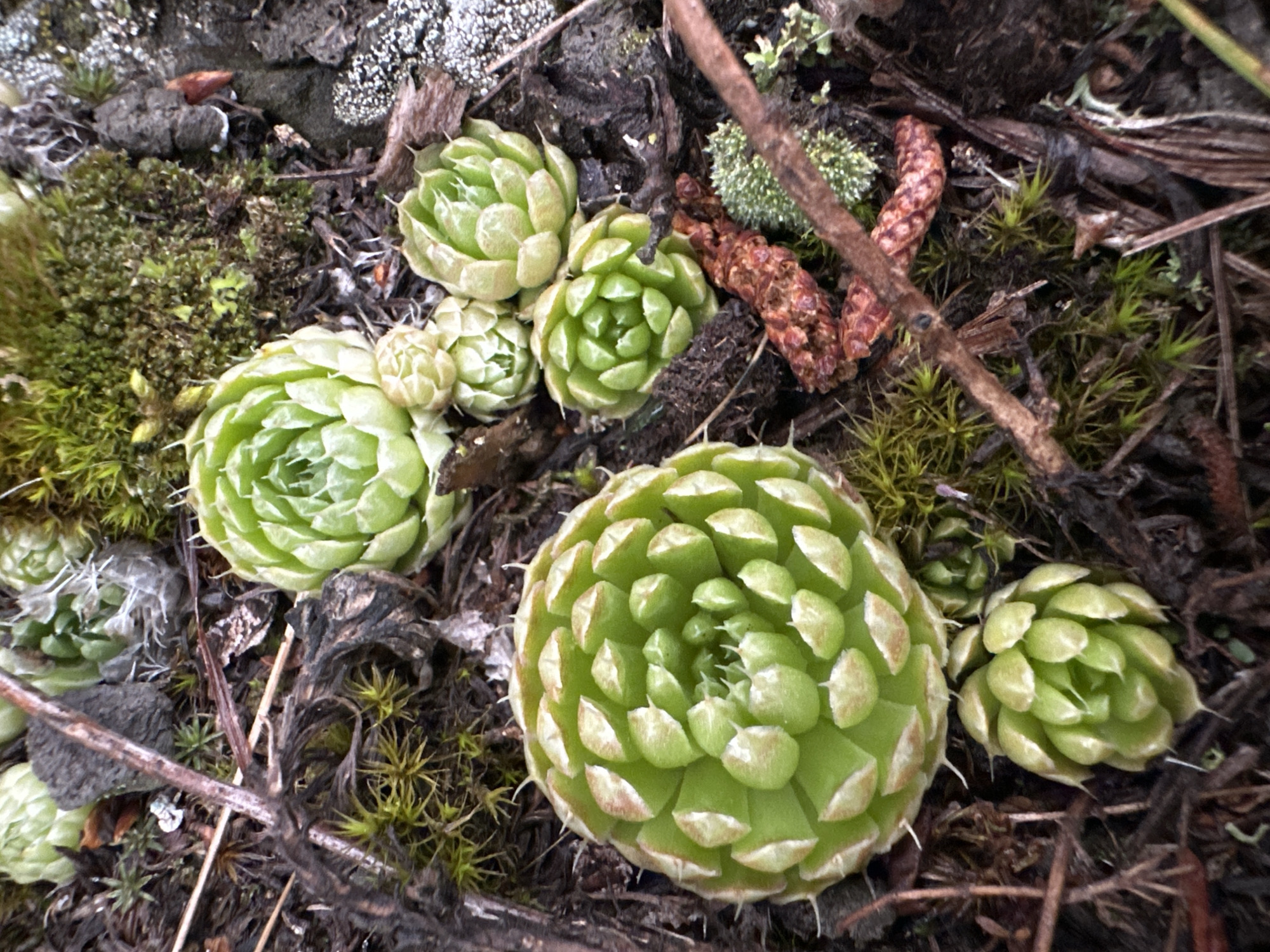 A close-up, overhead shot displays a cluster of Sempervivum, also known as hens and chicks, plants nestled amongst moss and organic debris on the ground. The plants are a vibrant green with tightly packed, succulent leaves forming rosette shapes. One large hen plant dominates the foreground, with several smaller chick plants clustered around it. The surrounding environment consists of dark soil, dried leaves, thin twigs, and patches of green moss. The overall impression is one of natural growth in a damp, earthy setting.